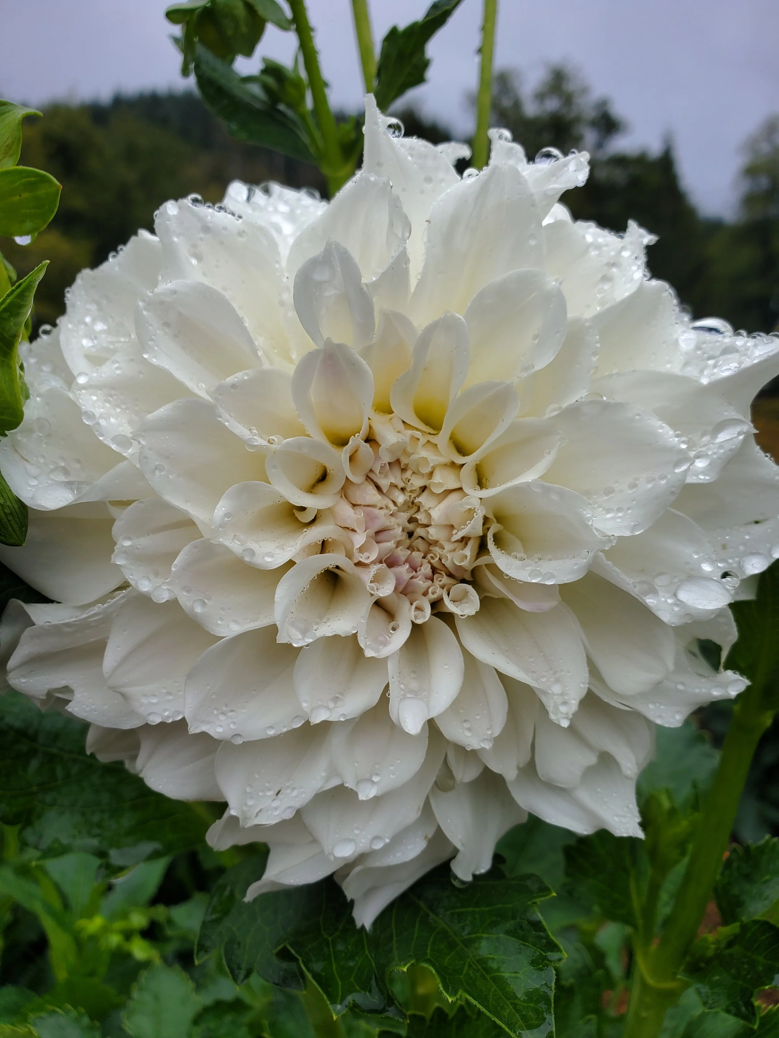 Irish Ruffles