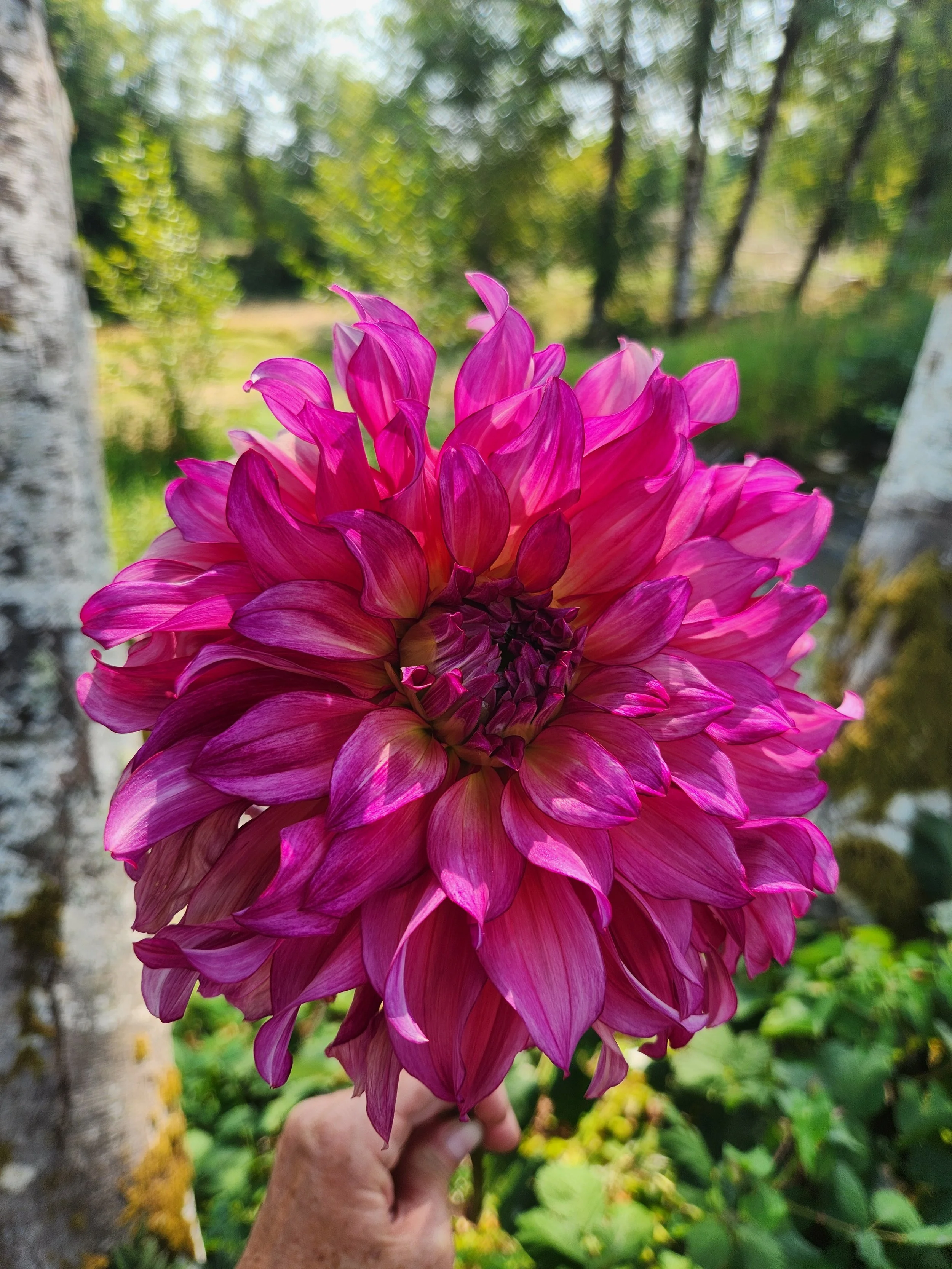 HBG Aurora Rose