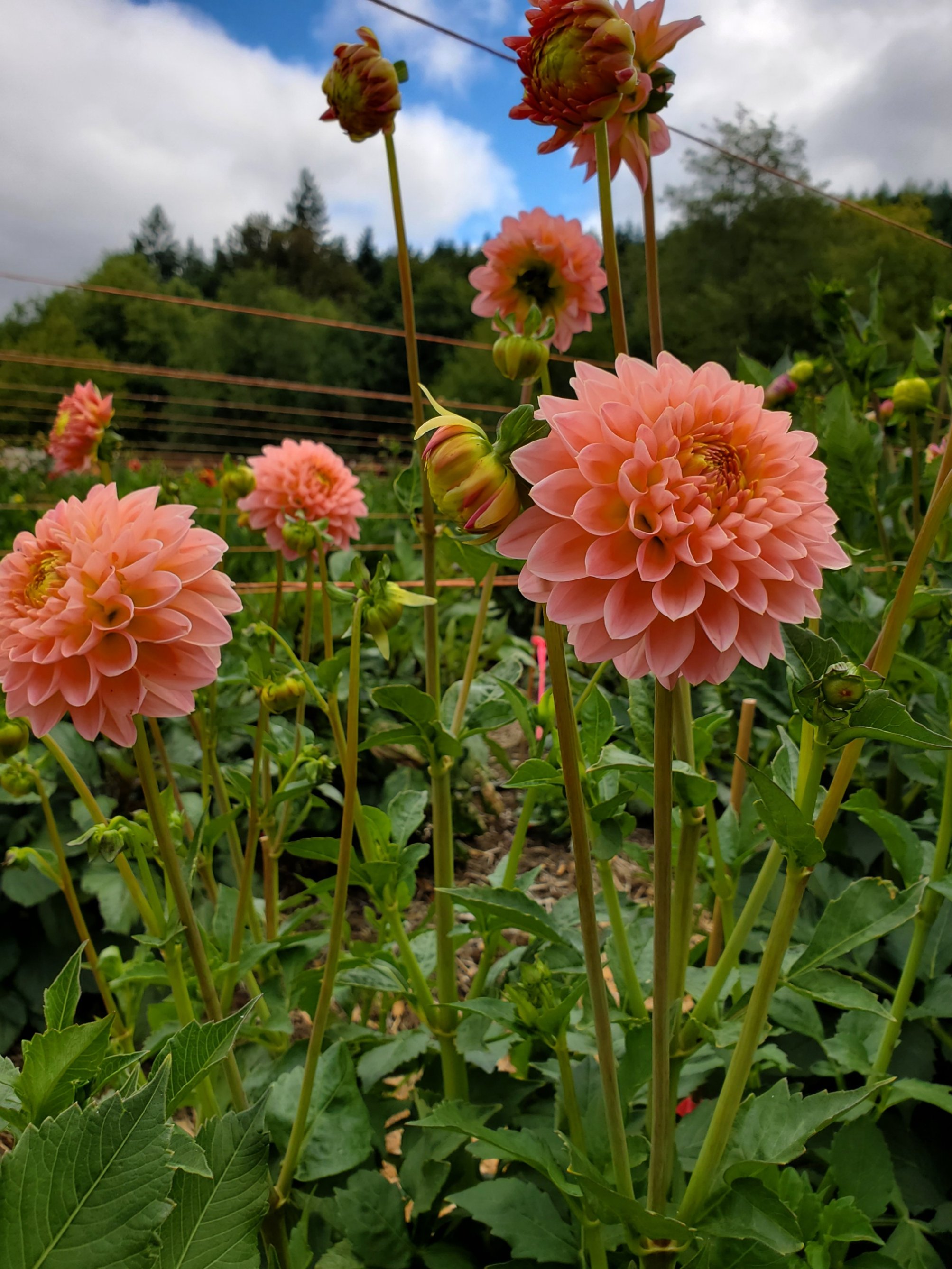 20250802_101257.jpg