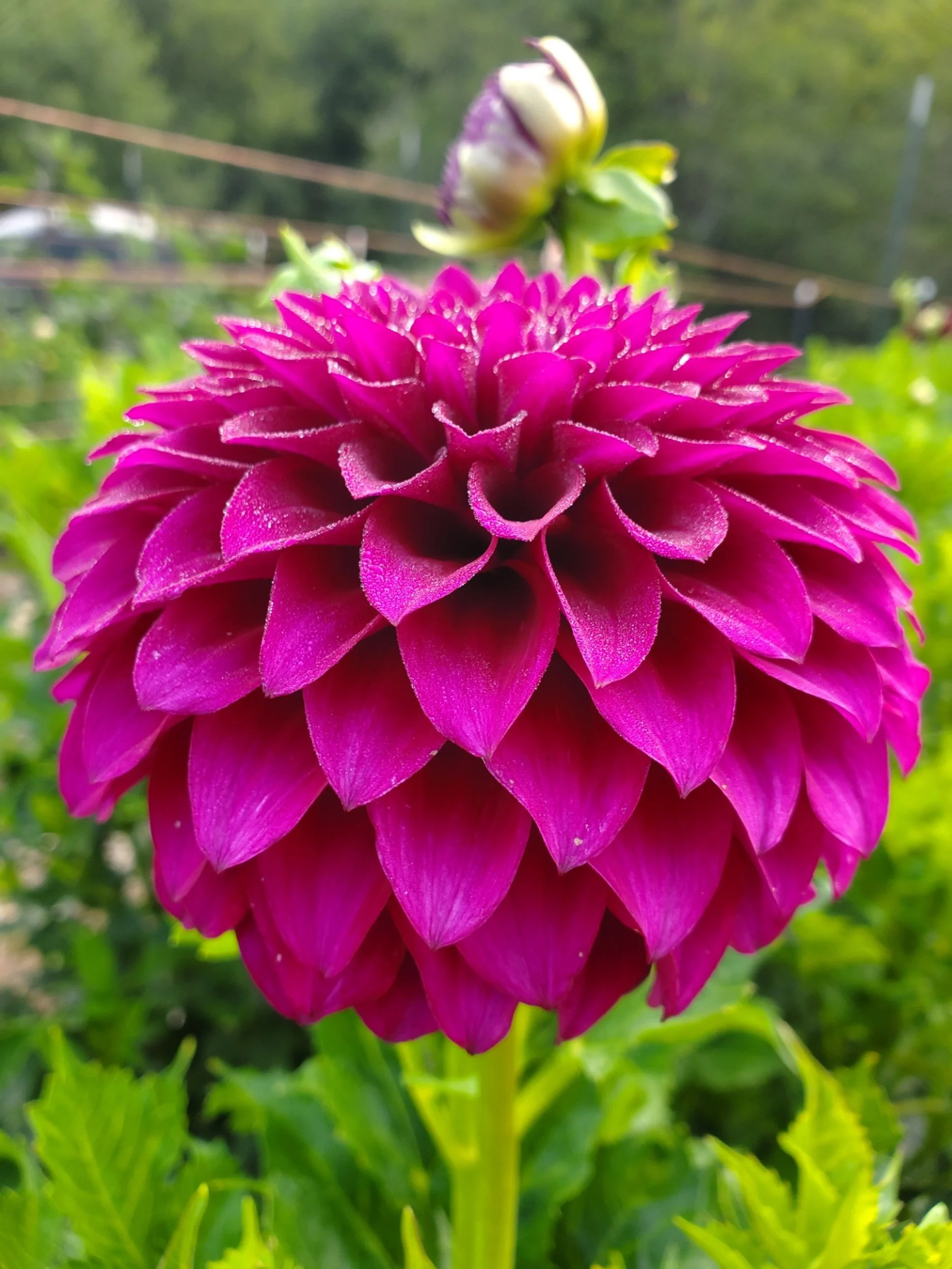 Purple Joy