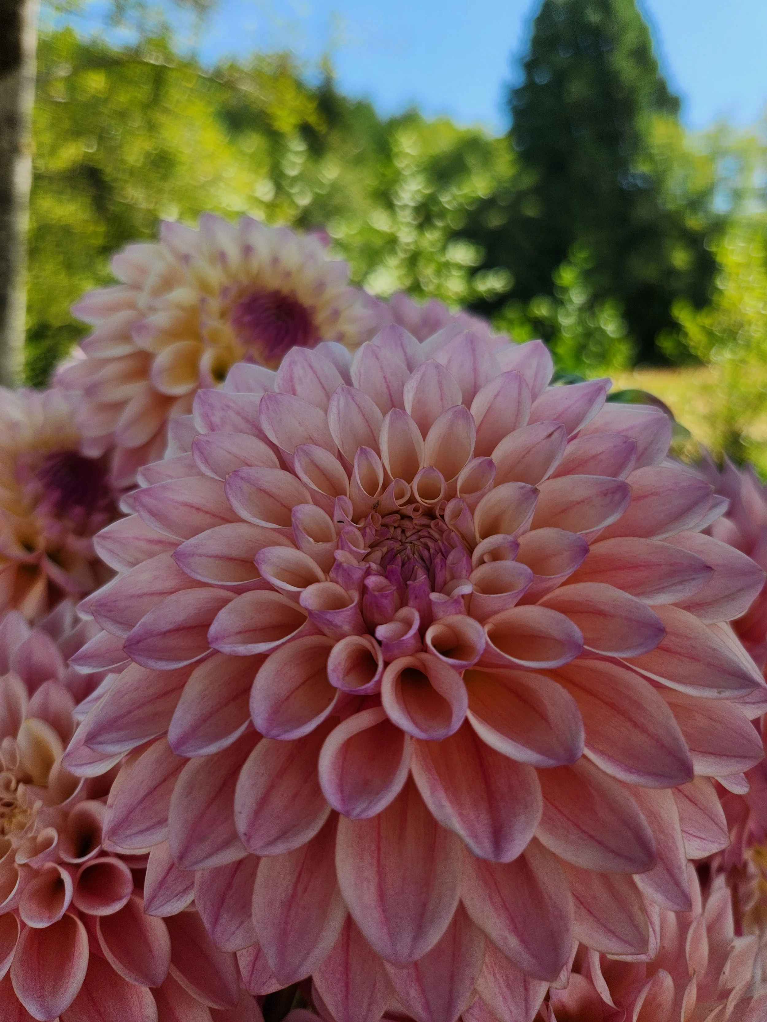 20260810_043522[1].jpg