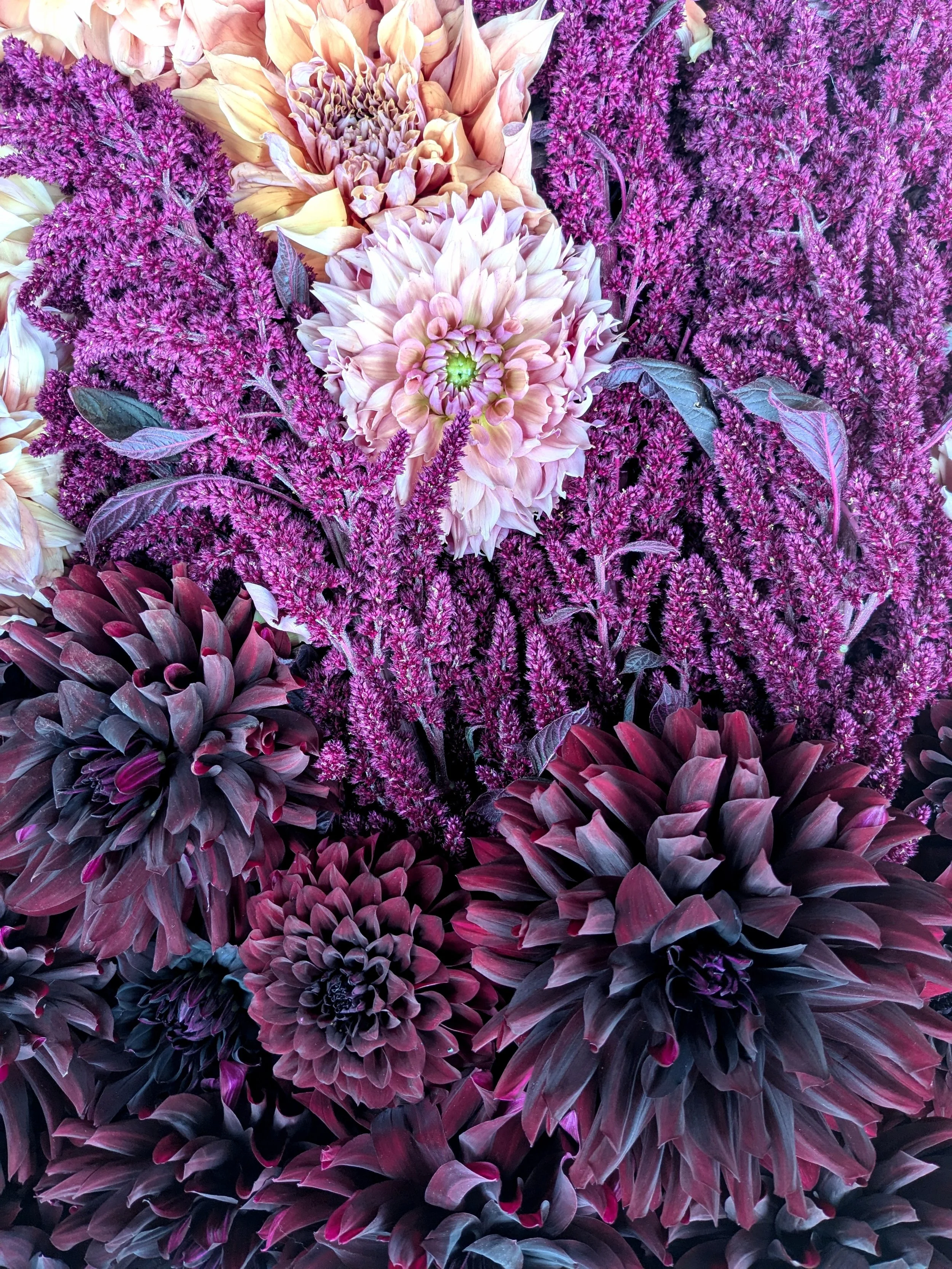 Close-up of various purple, pink, and beige flowers, including dahlias and asters.