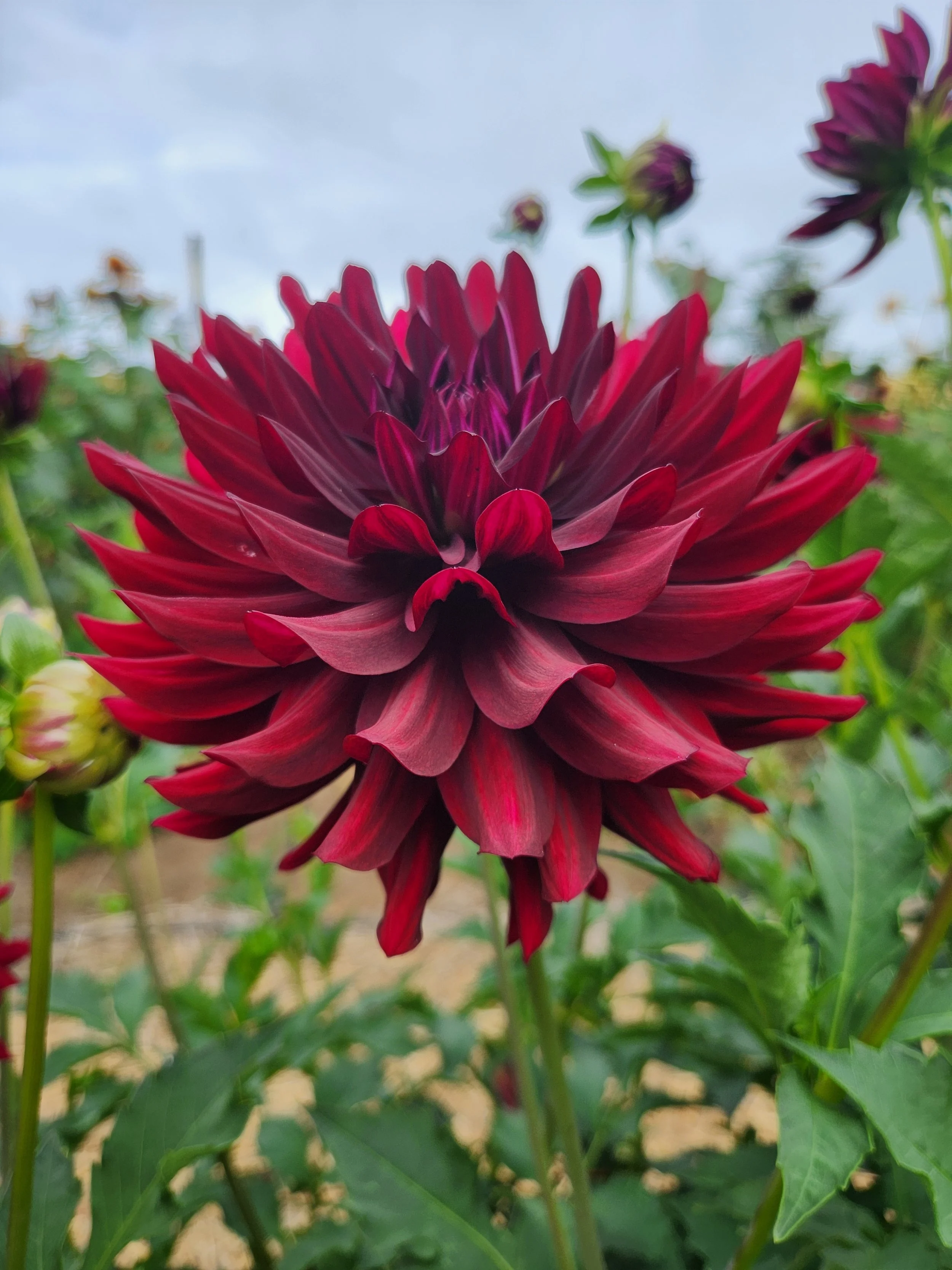 Hollyhill Black Beauty