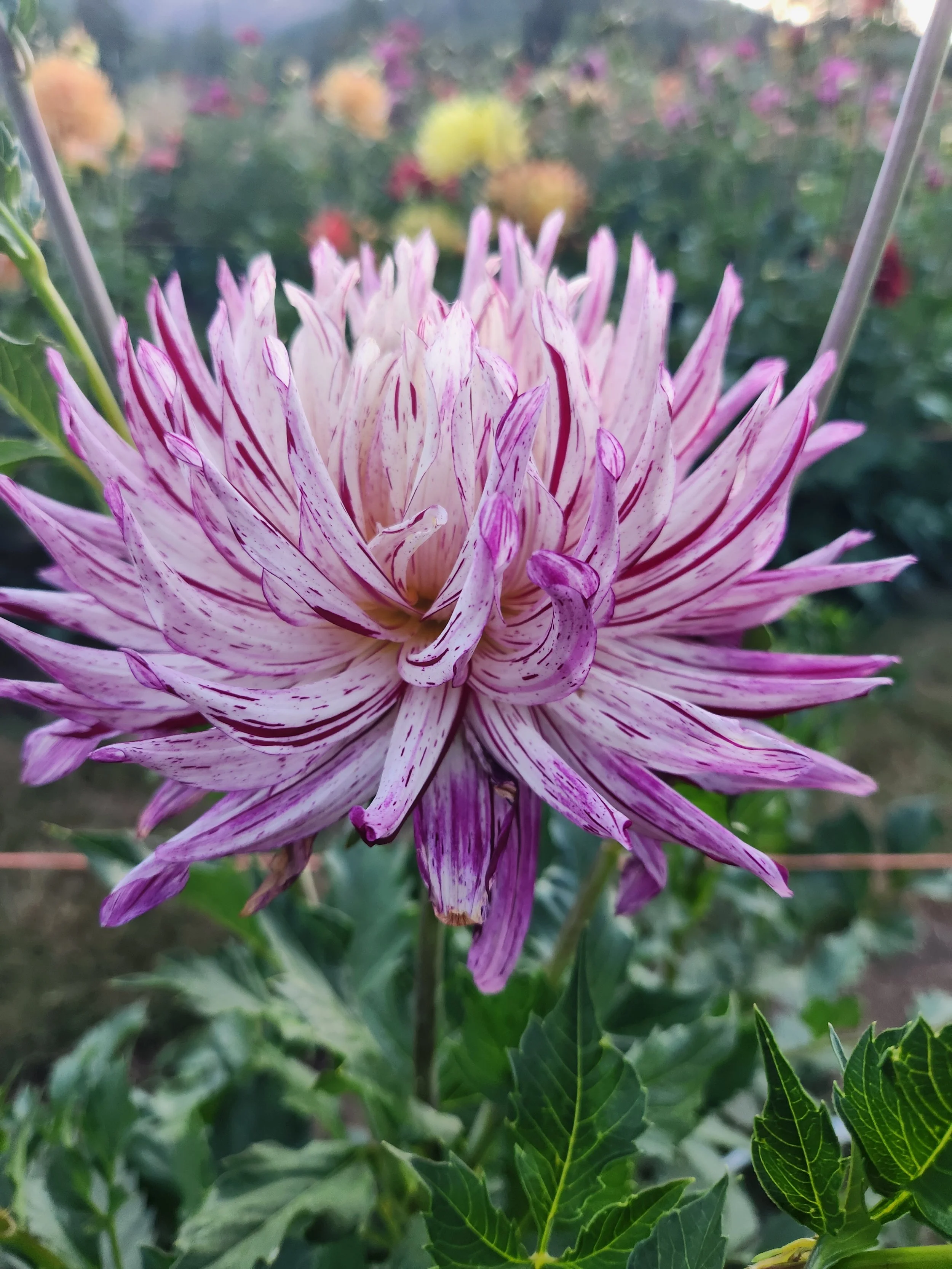 Hollyhill Exotica
