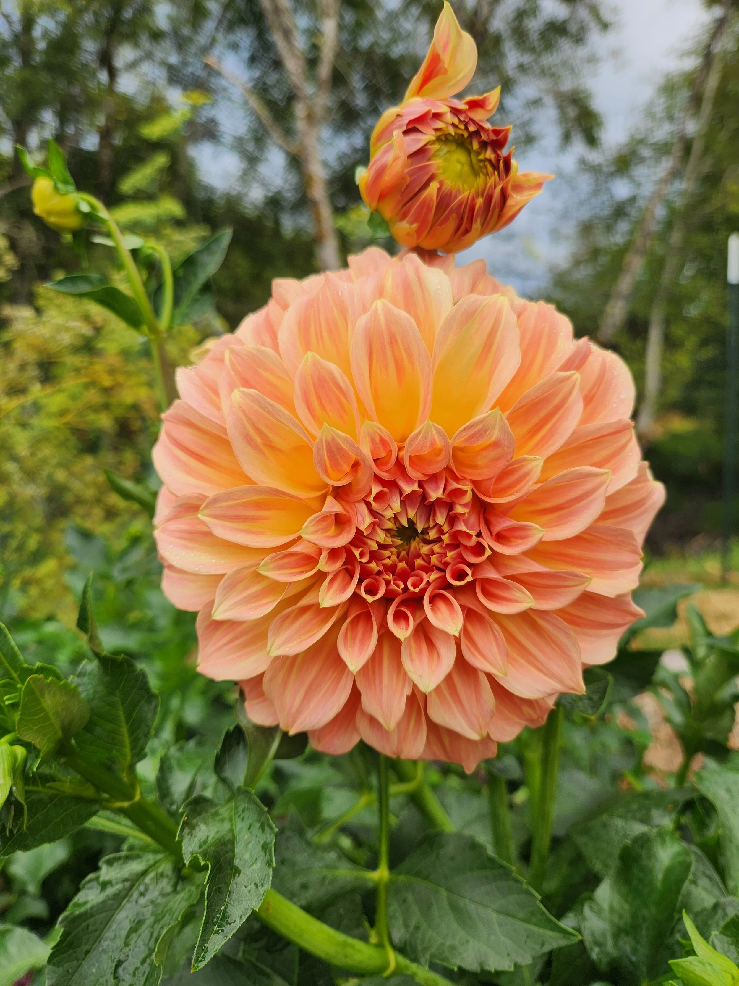 20260902_091033[1].jpg