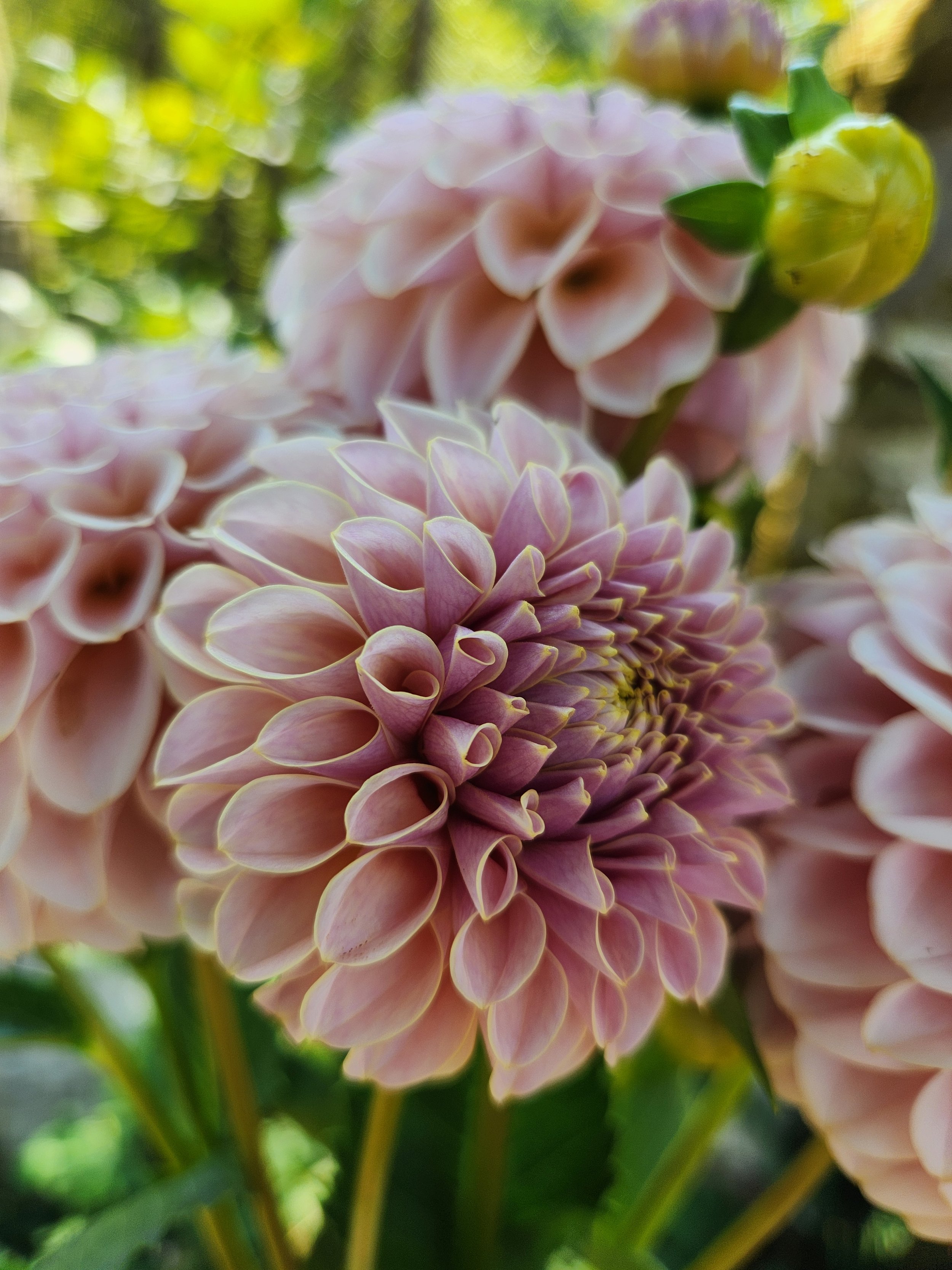 KA's® Cinder Rose