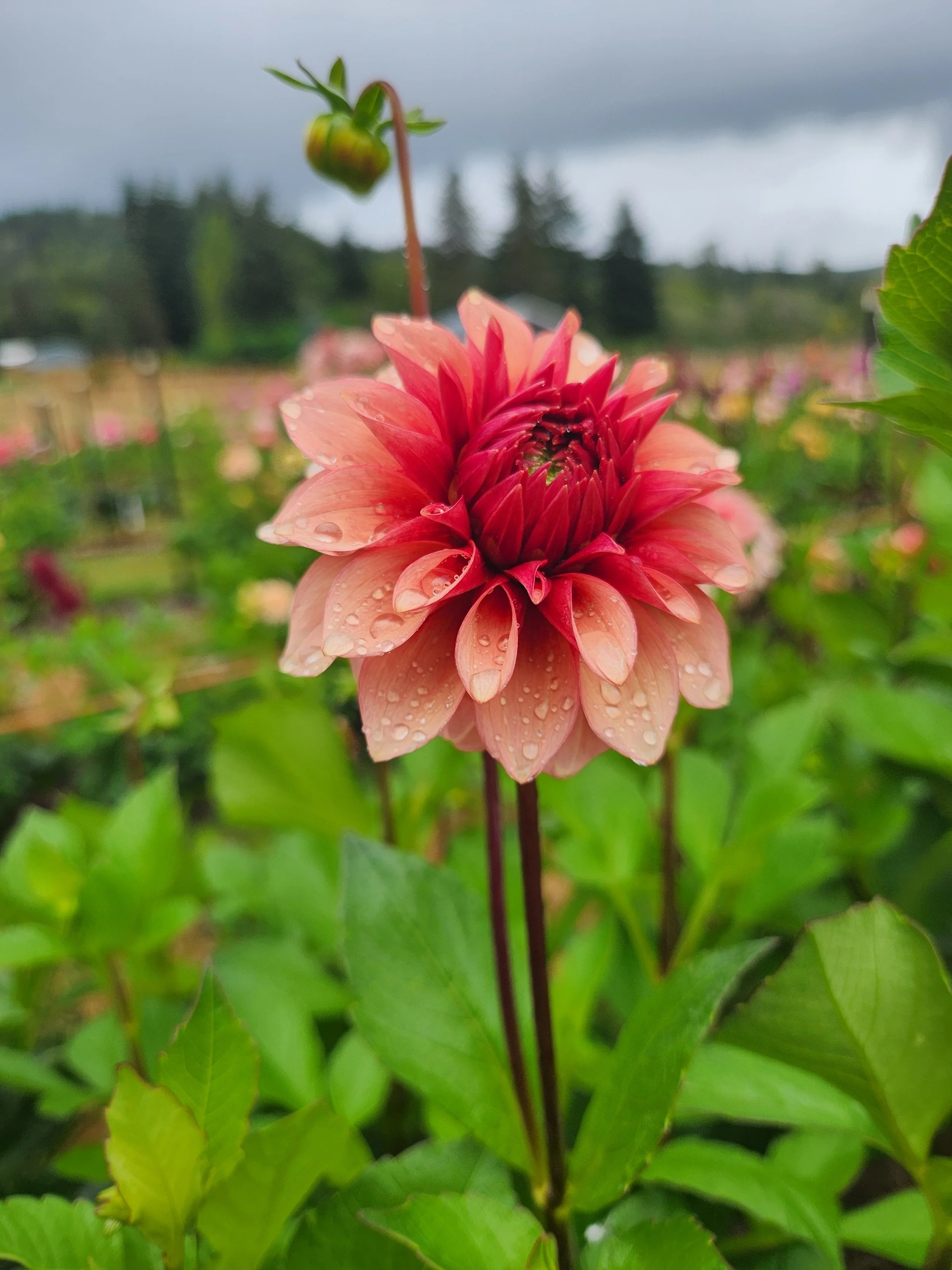 20260903_063816[1].jpg