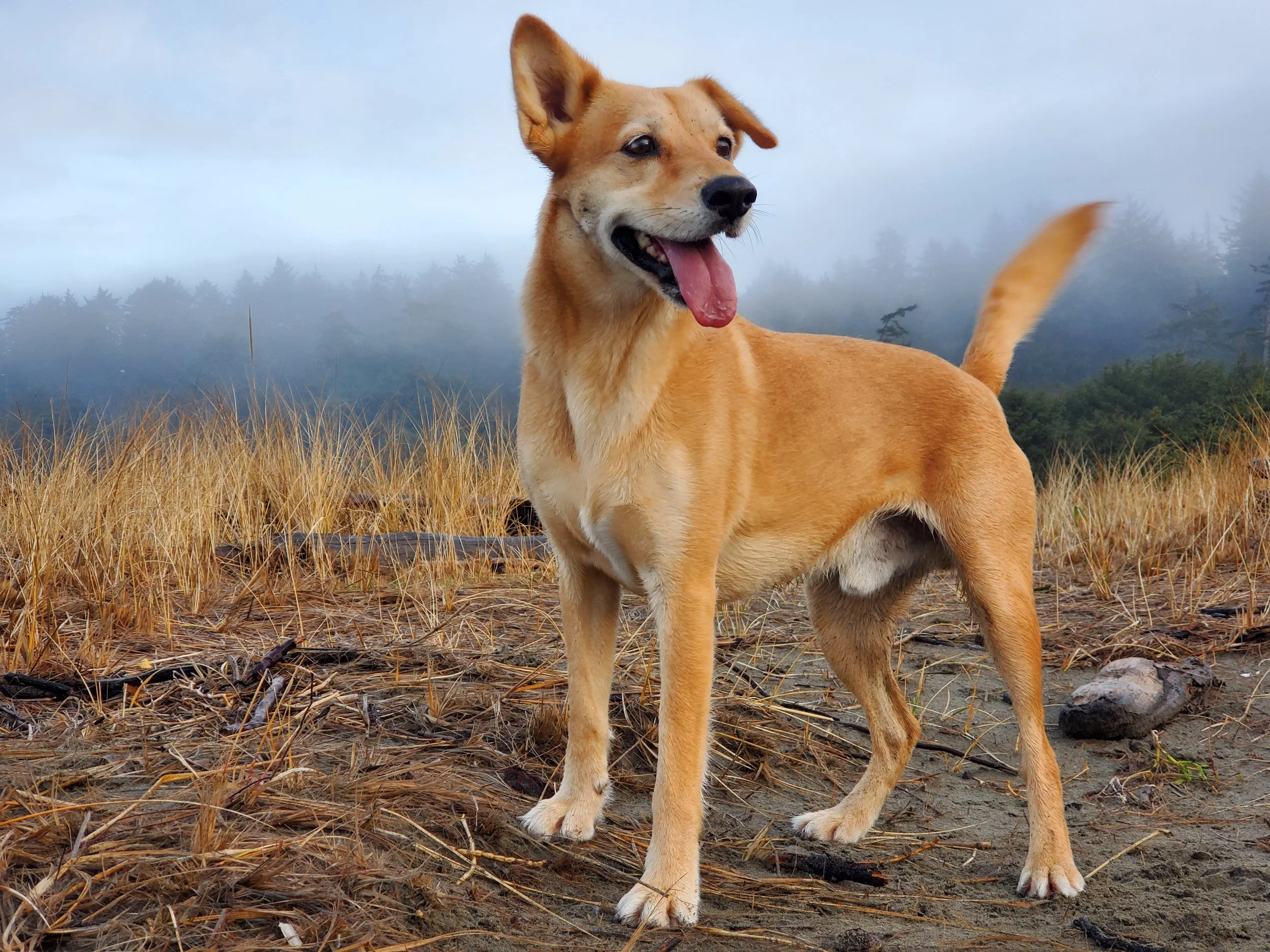 A tan dog with one ear up and one ear flopped over, standing outdoors on a foggy day among dried grass and soil, with a background of fog-covered trees.