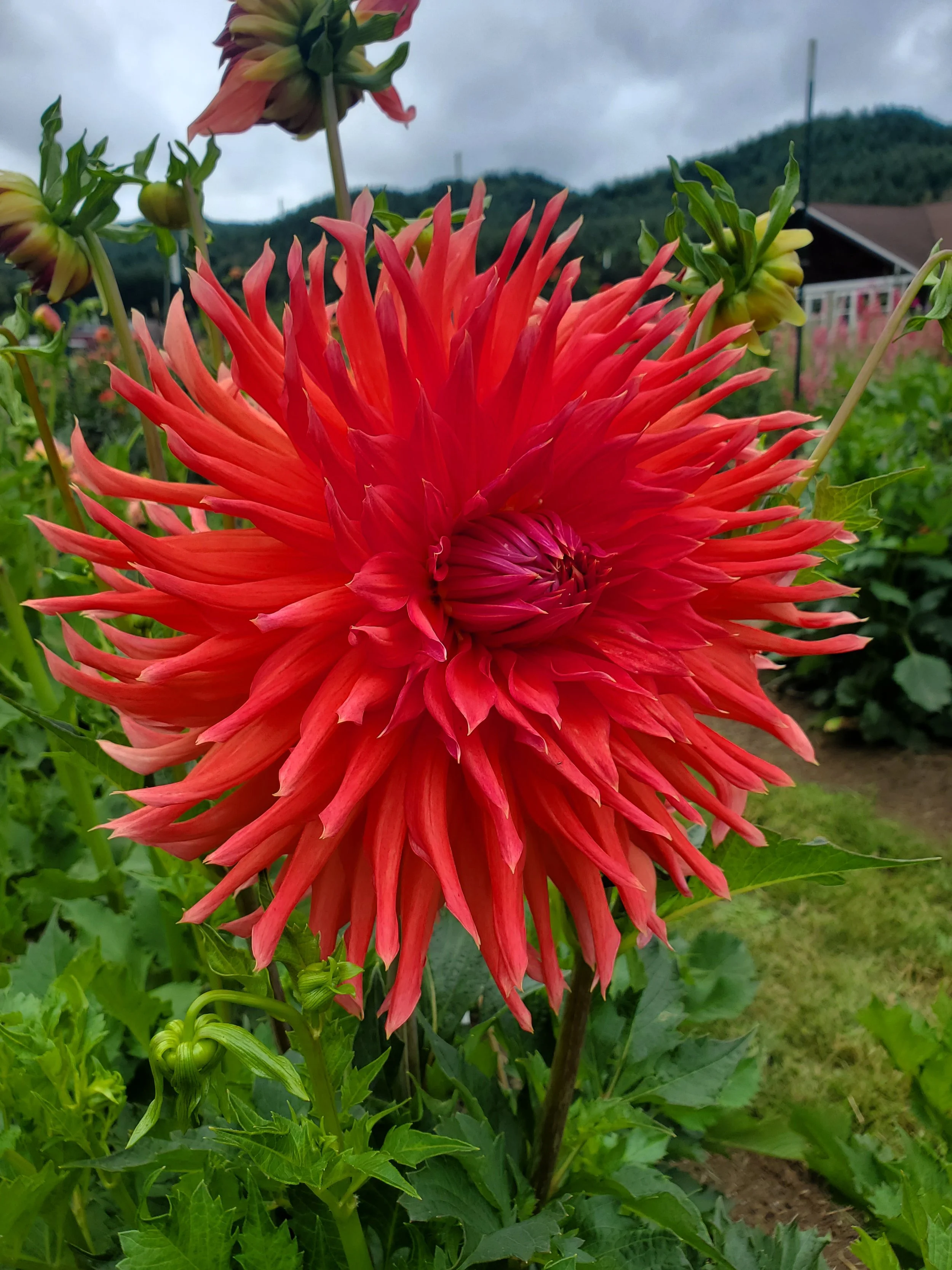 Hollyhill Electra