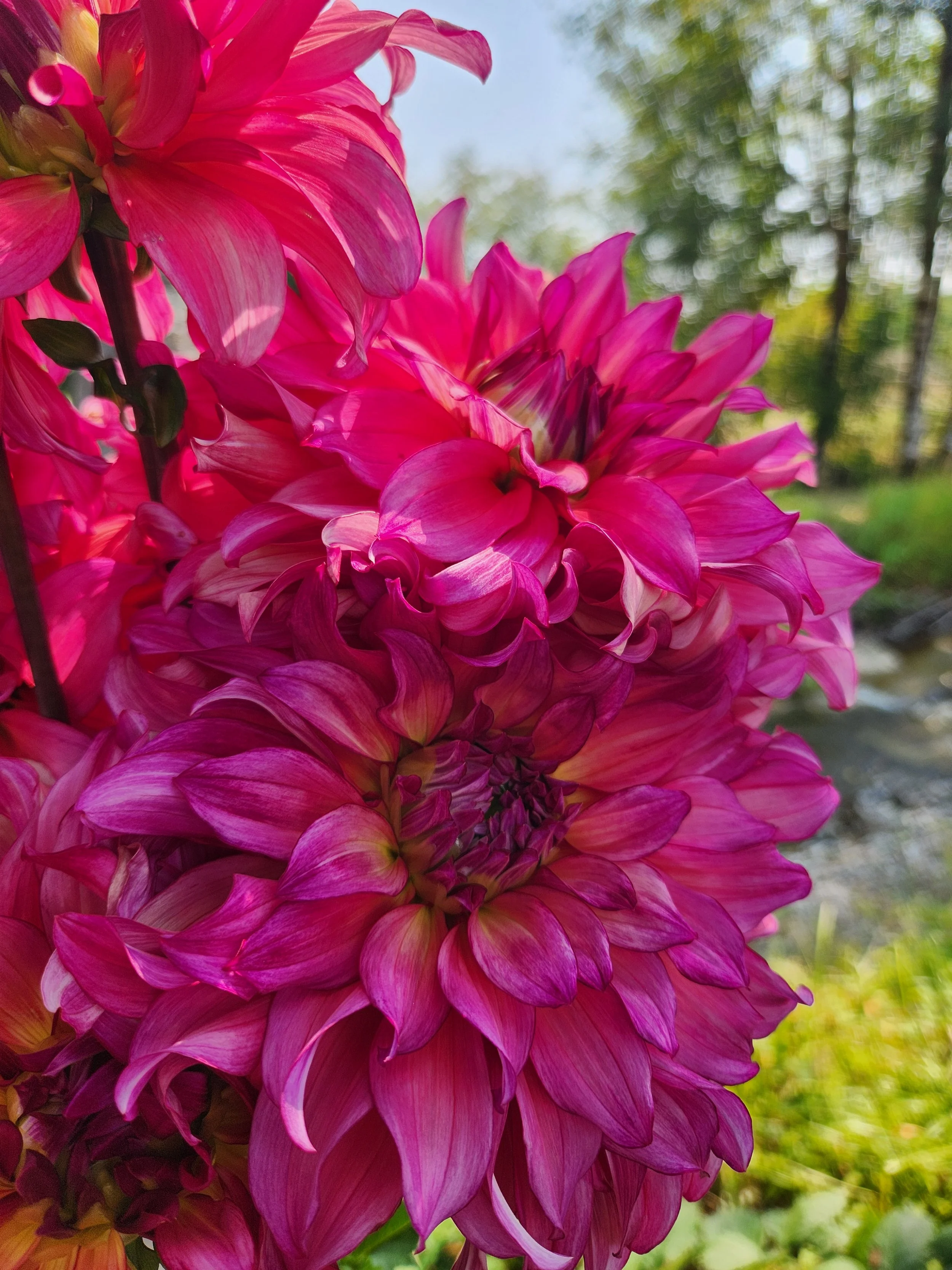 20260814_042901[1].jpg