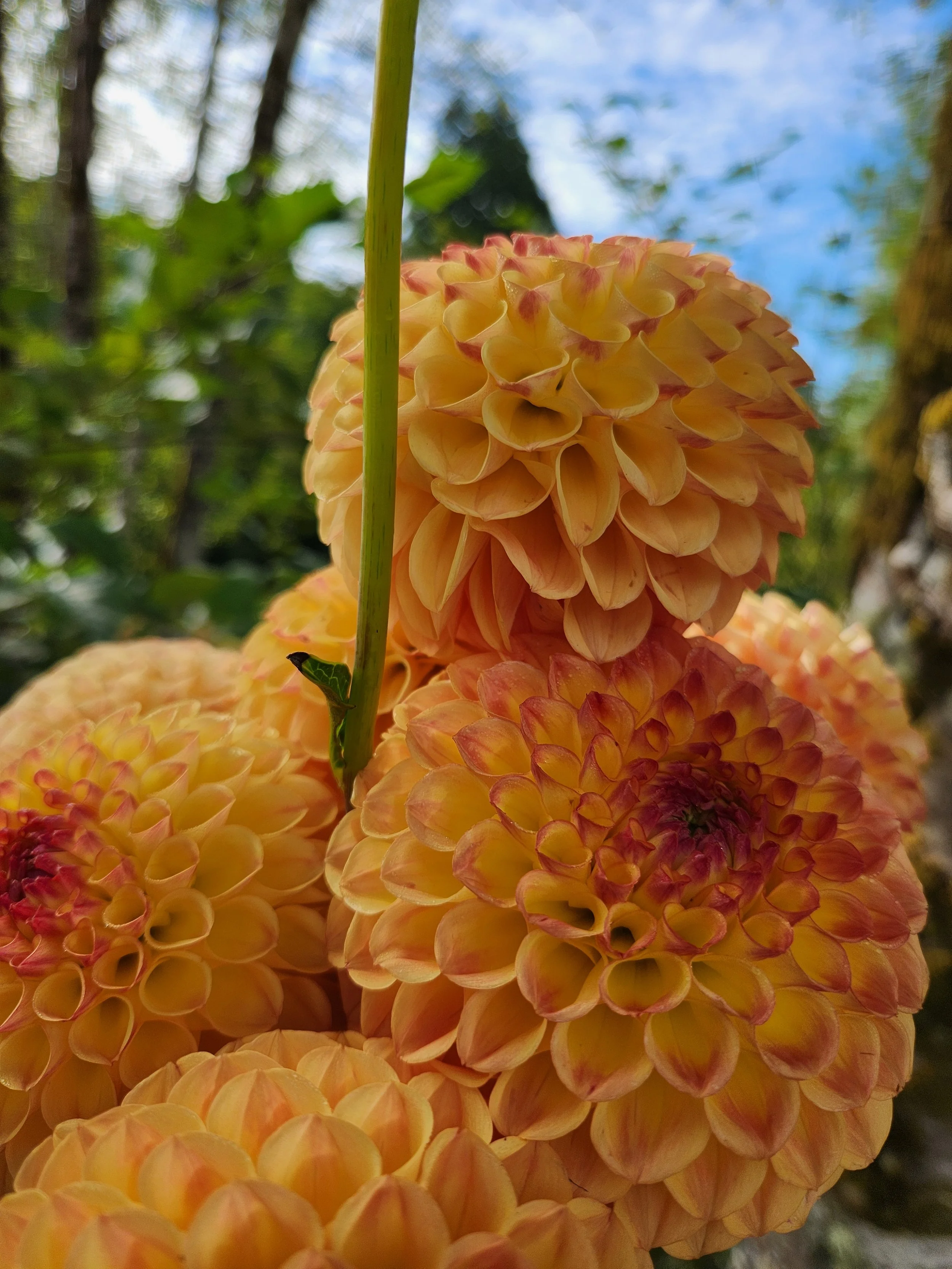 20260809_004101[1].jpg