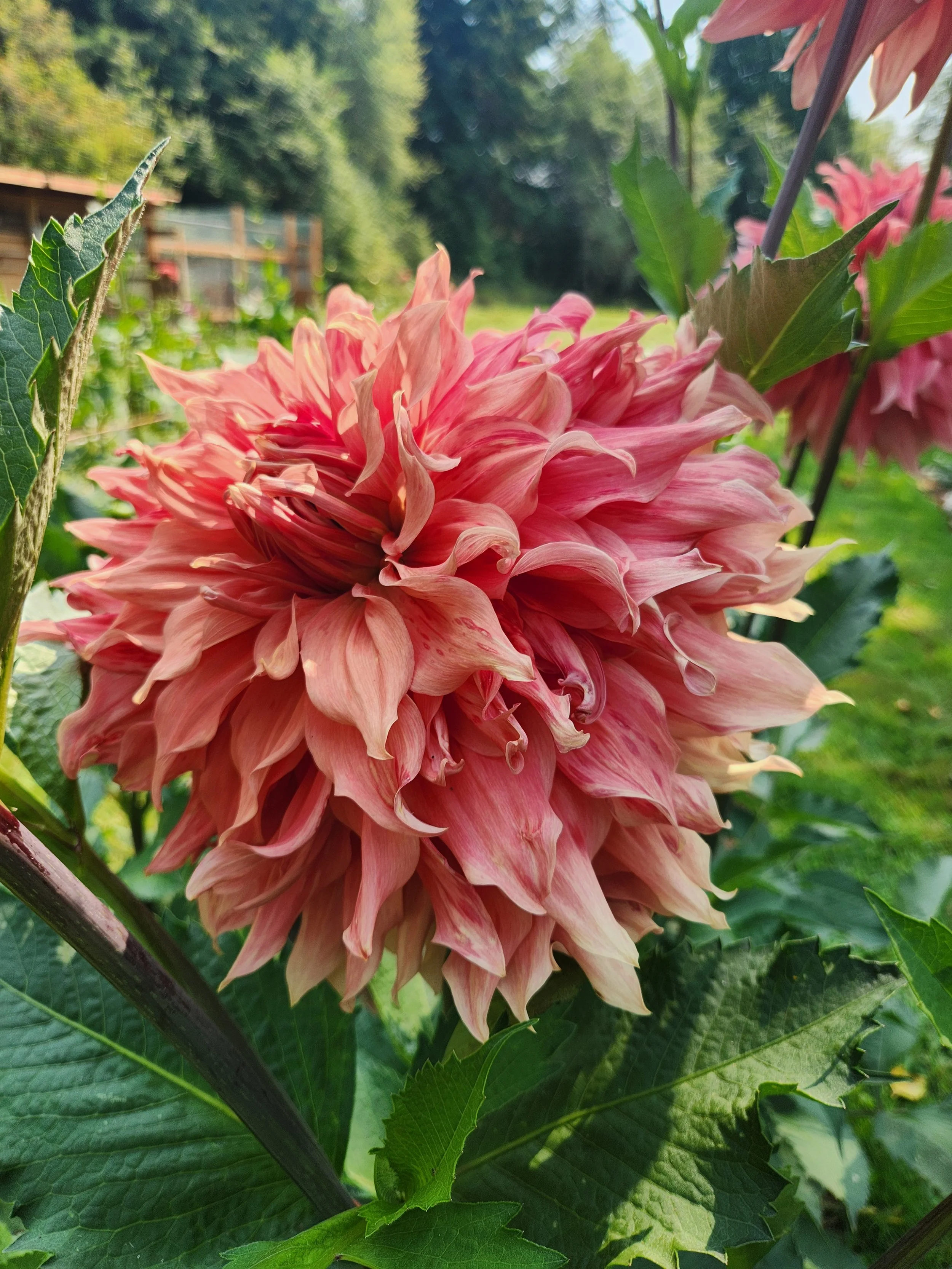 20260814_050700[1].jpg