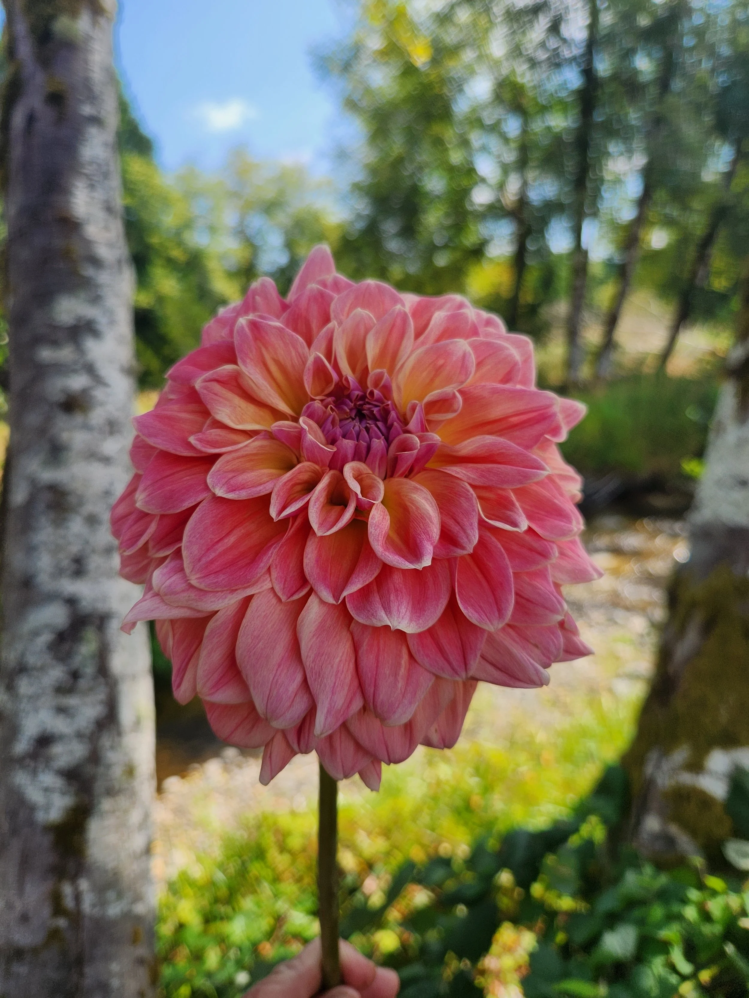 20260817_053148[1].jpg