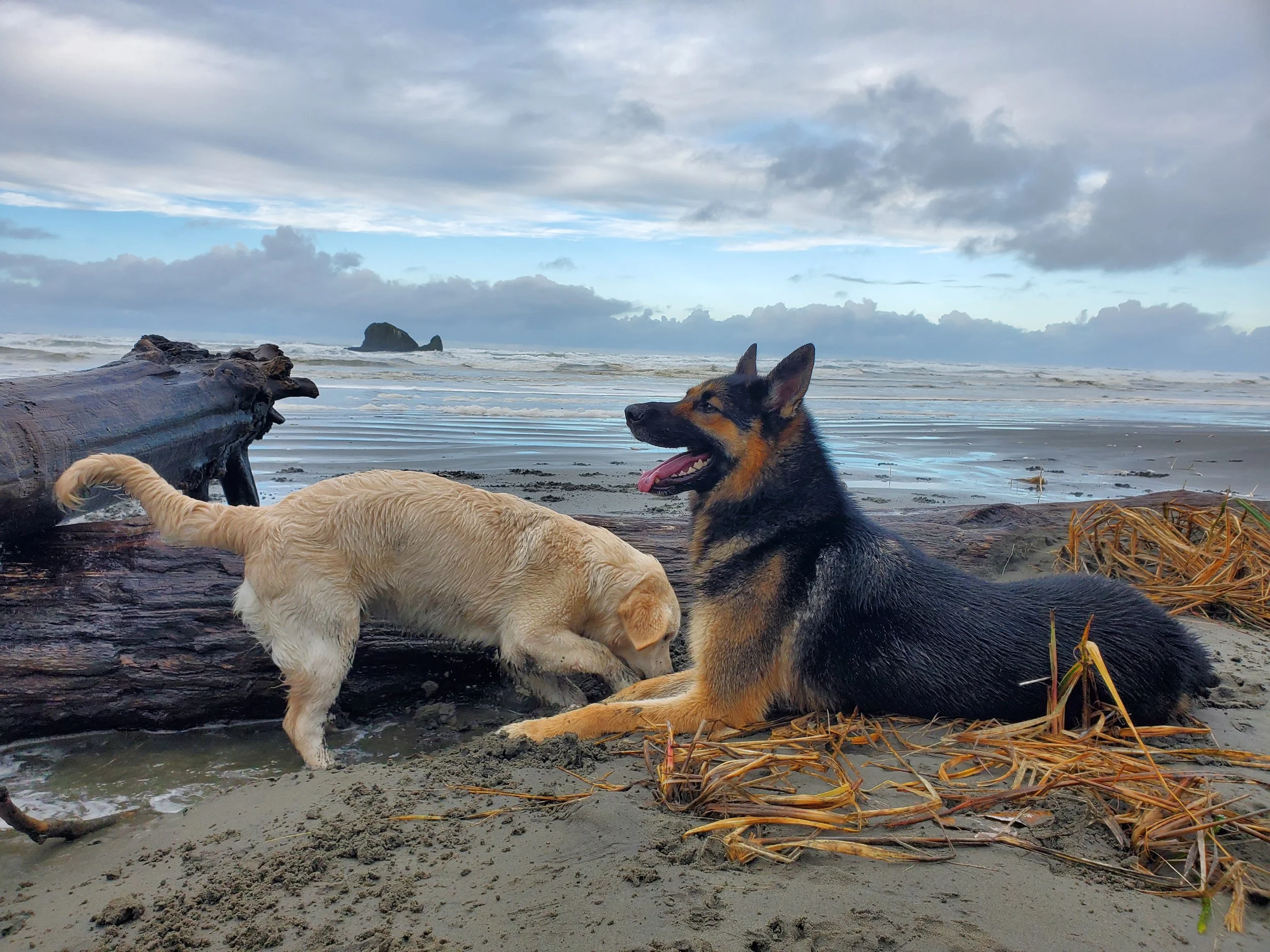 A Labrador Retriever puppy and a German Shepherd dog relaxing on a beach near ocean waves and driftwood, with cloudy sky overhead.
