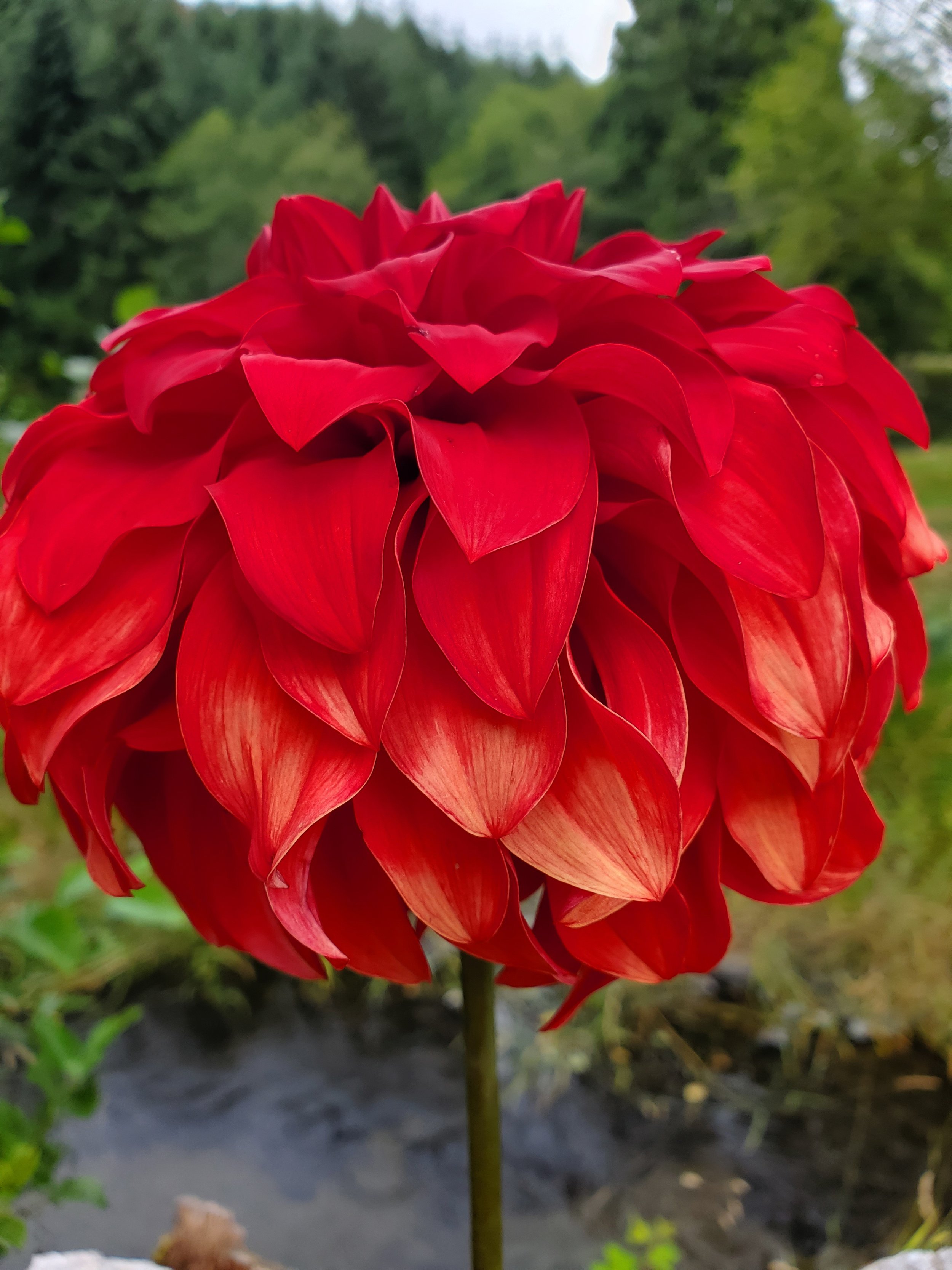 NO ID Red