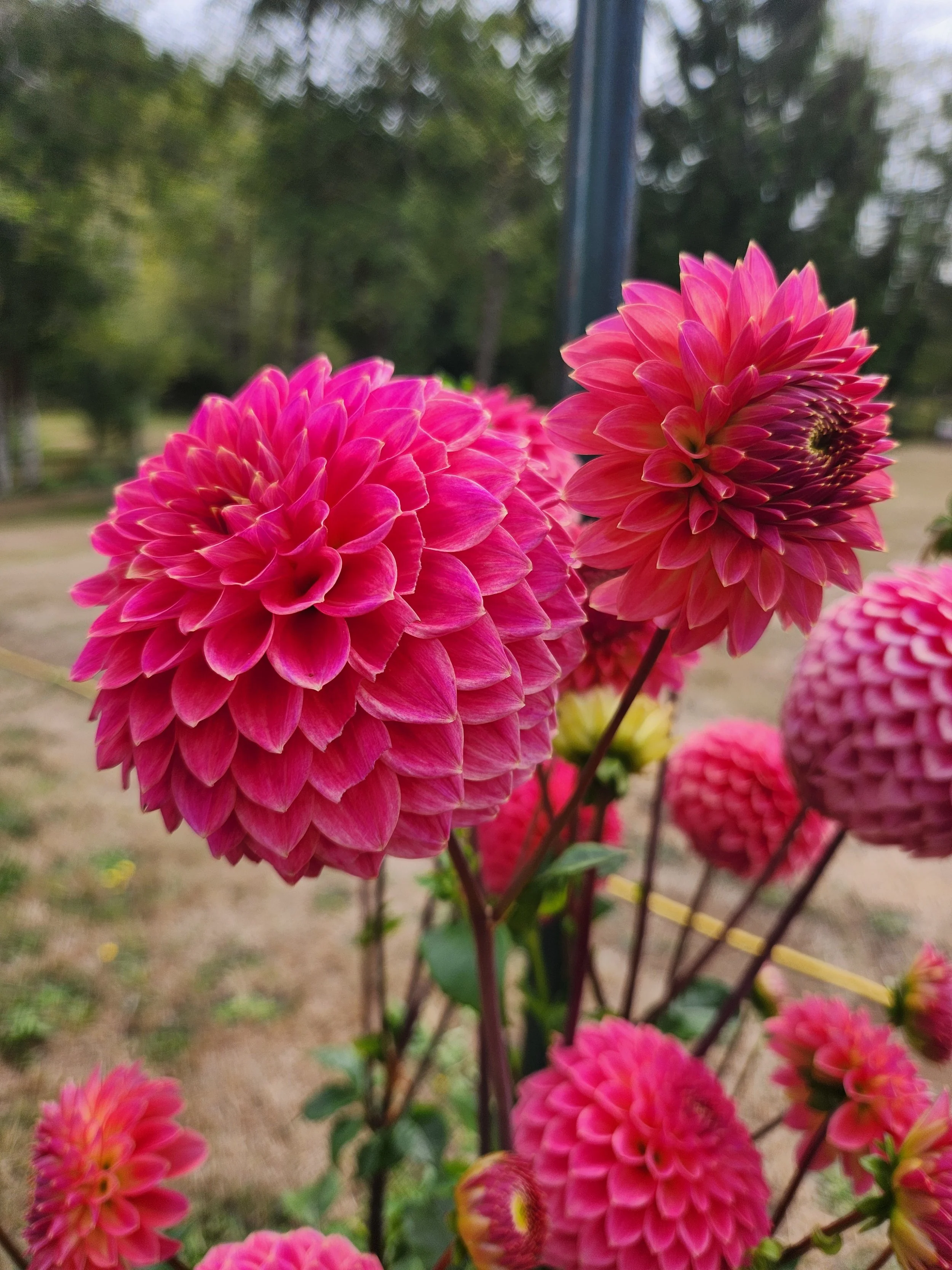 20260911_040059[1].jpg