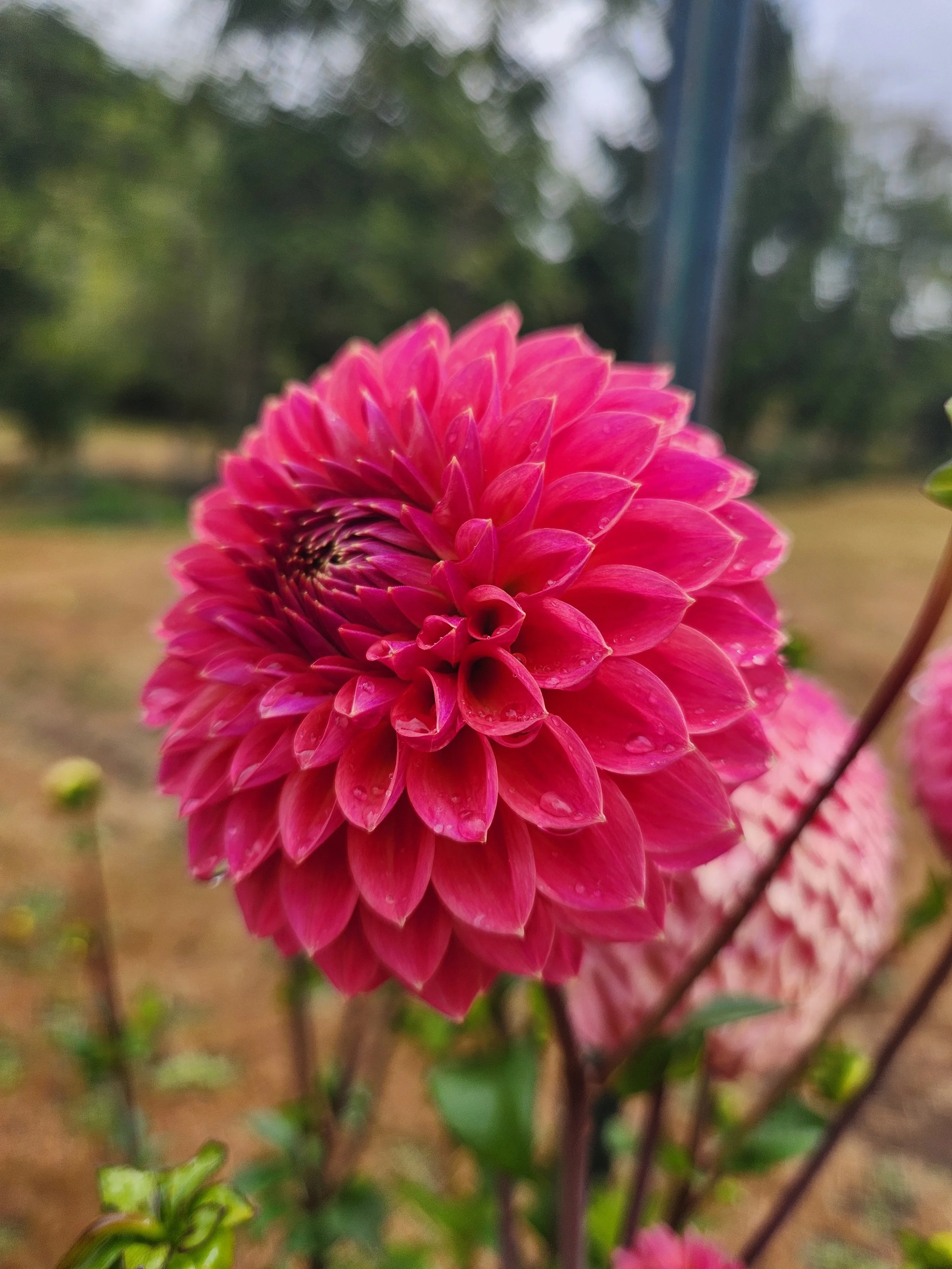 20260903_064556[1].jpg