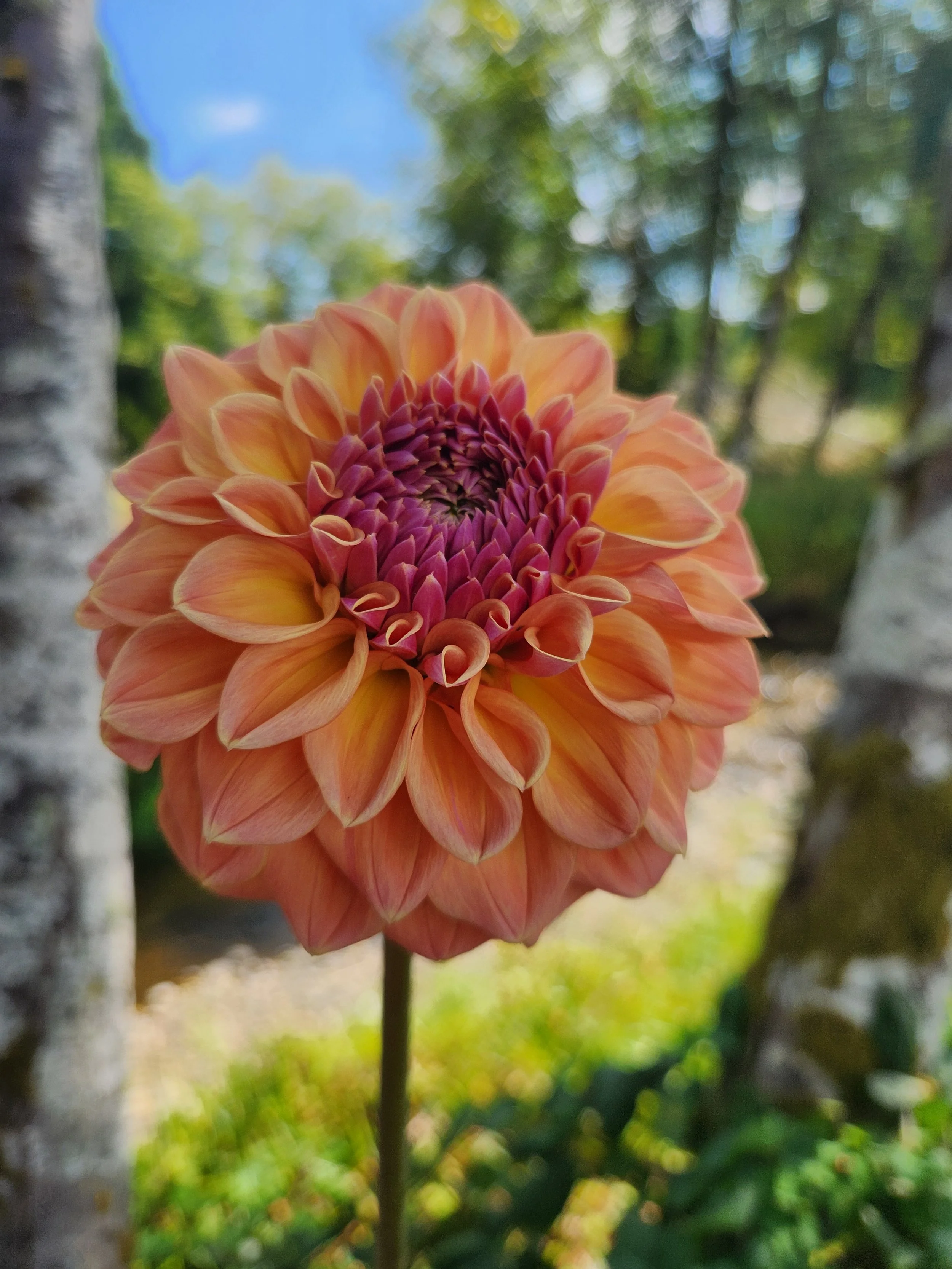 20260817_053203[1].jpg