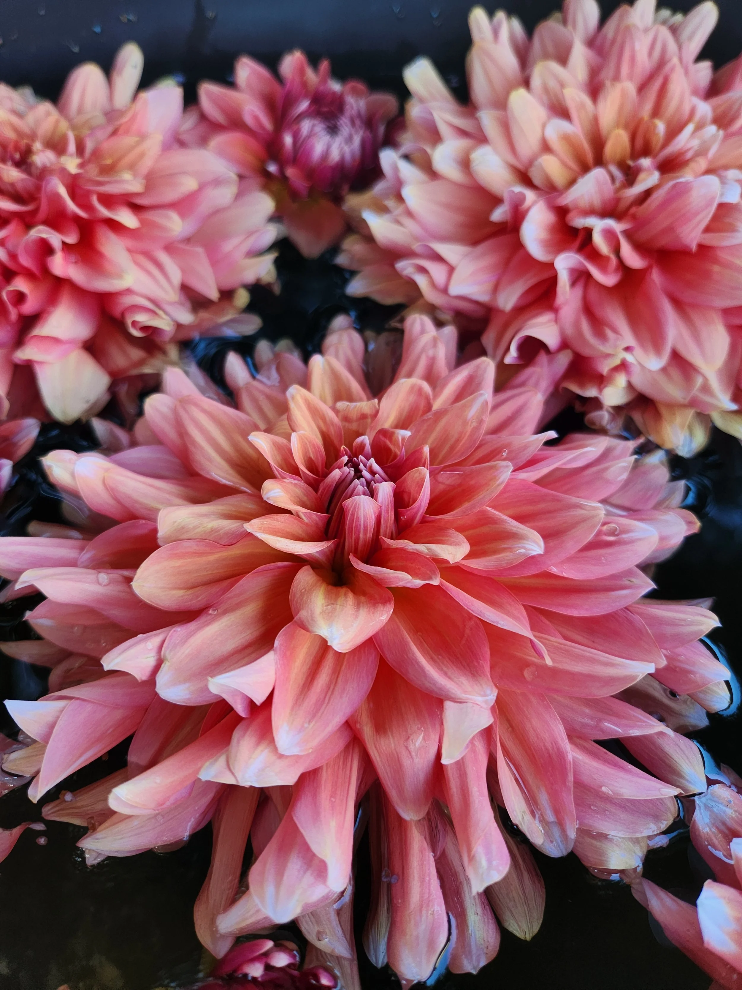 Connecticut Coral
