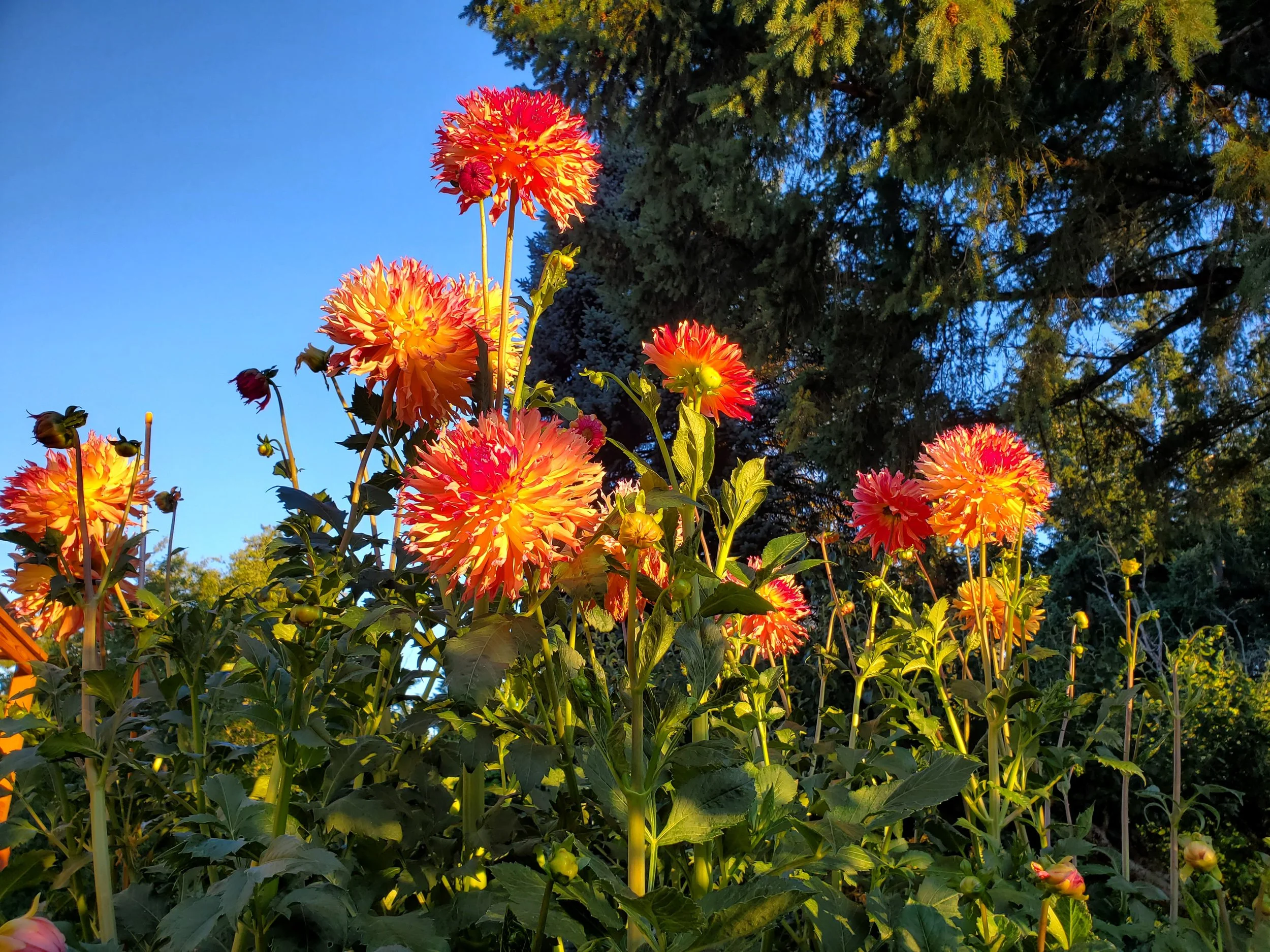 20230723_061746.jpg