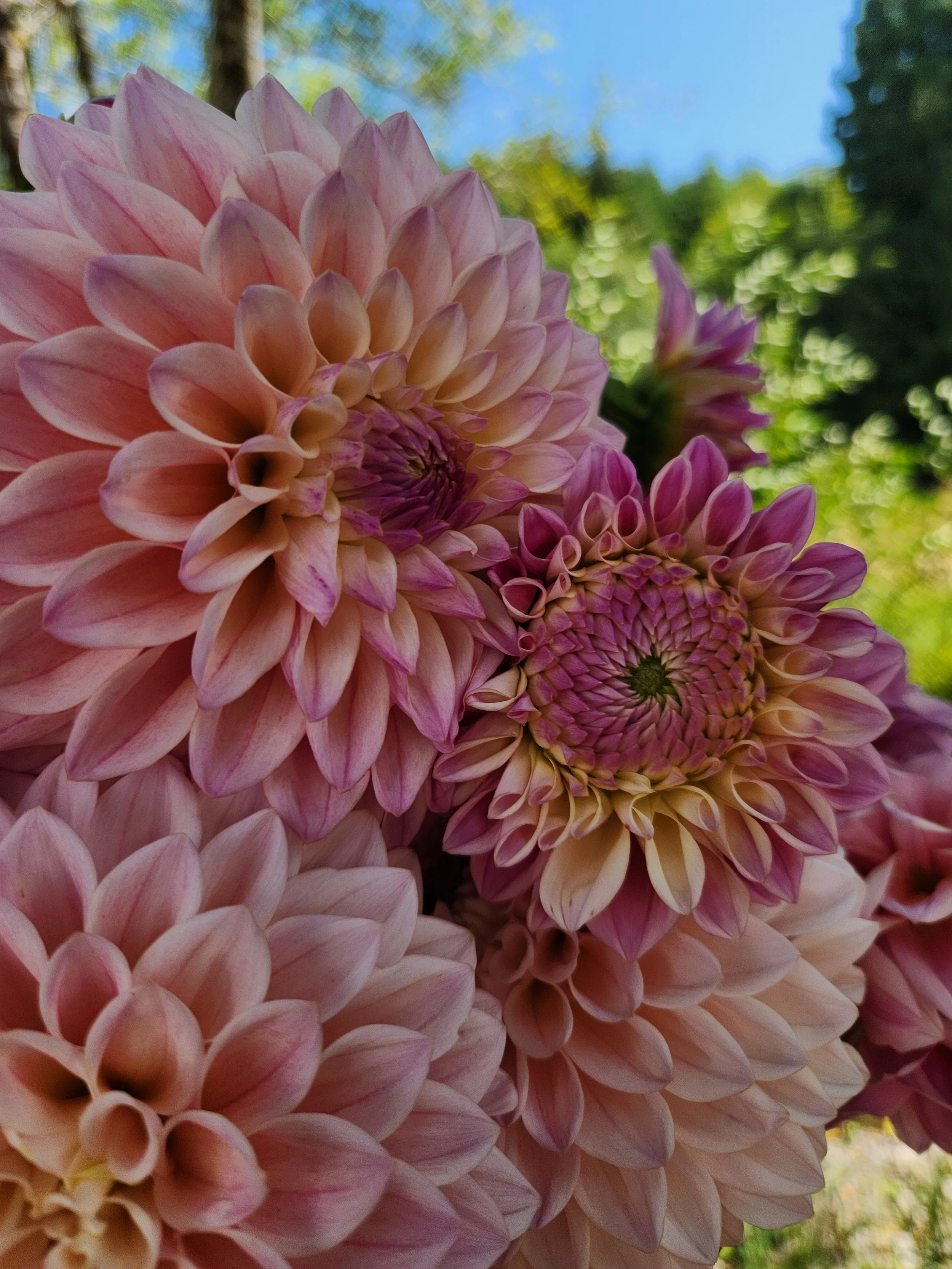 20260810_043531[1].jpg