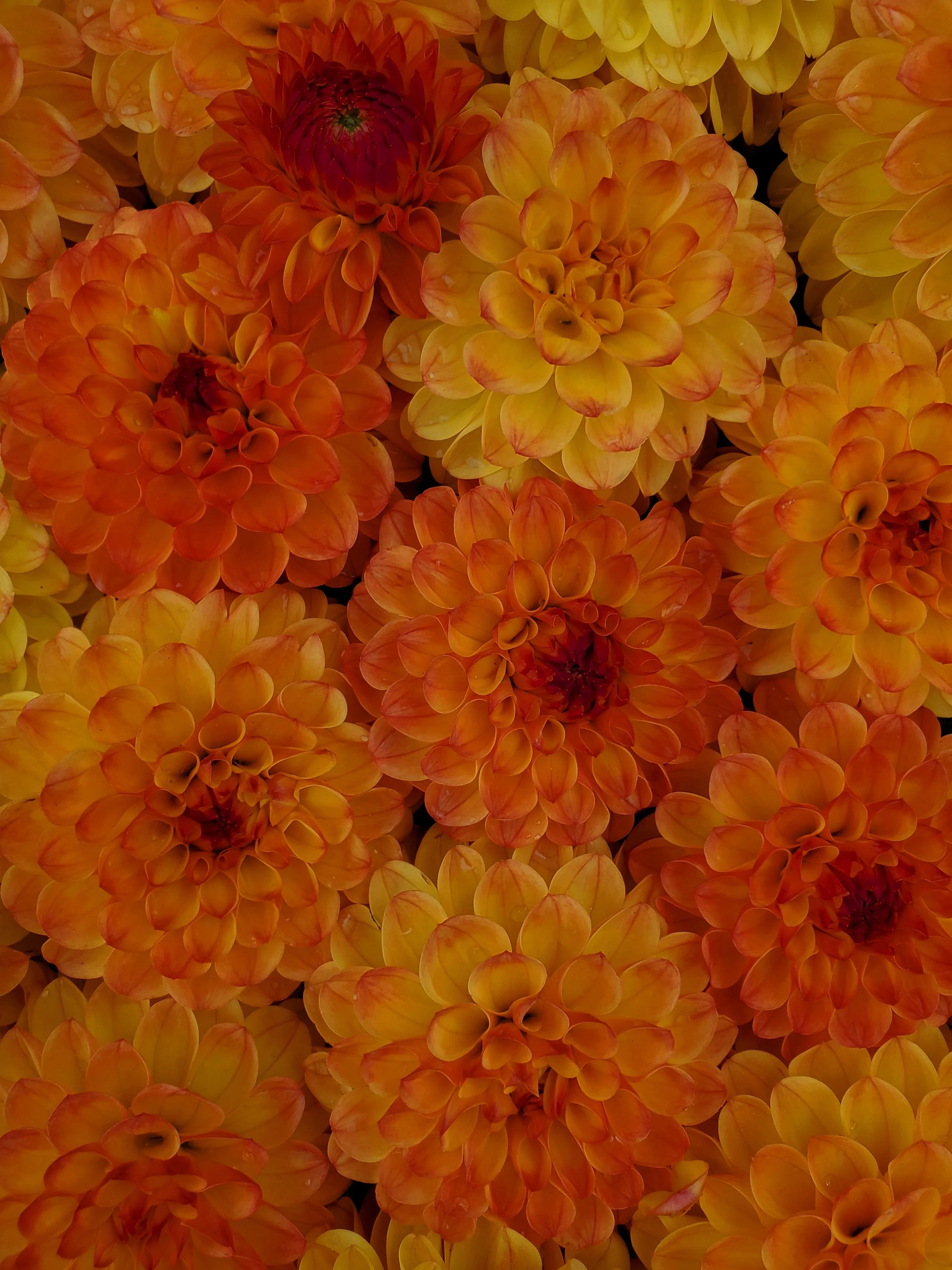 20250816_164014.jpg