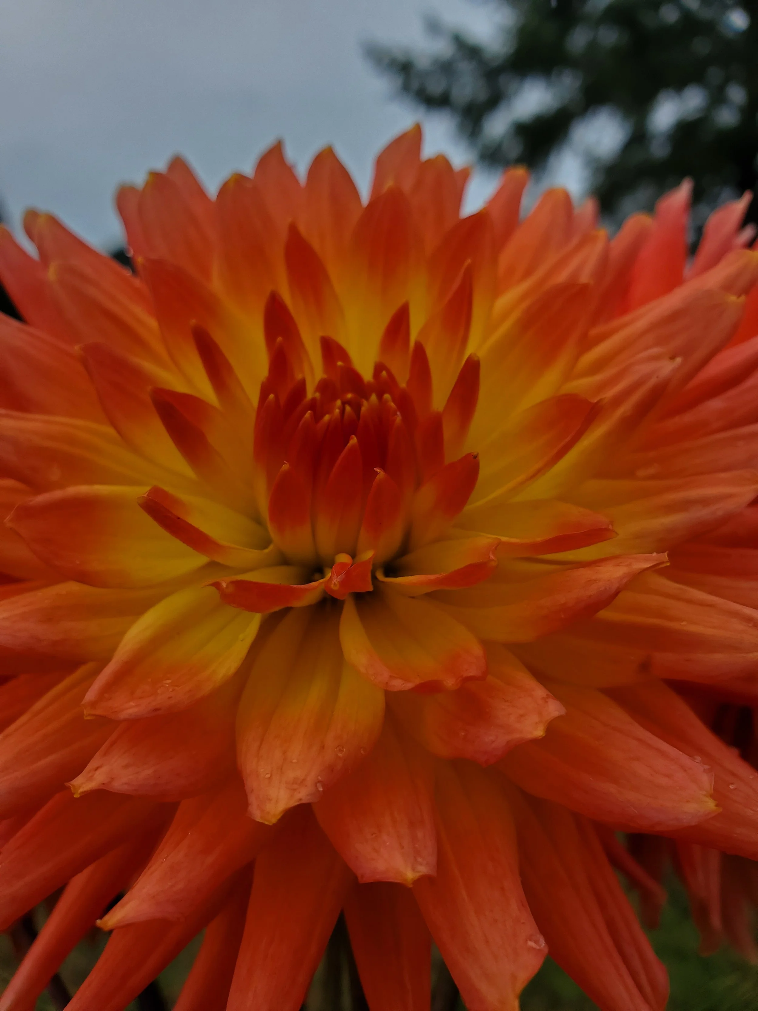 Bloomquist Karen G