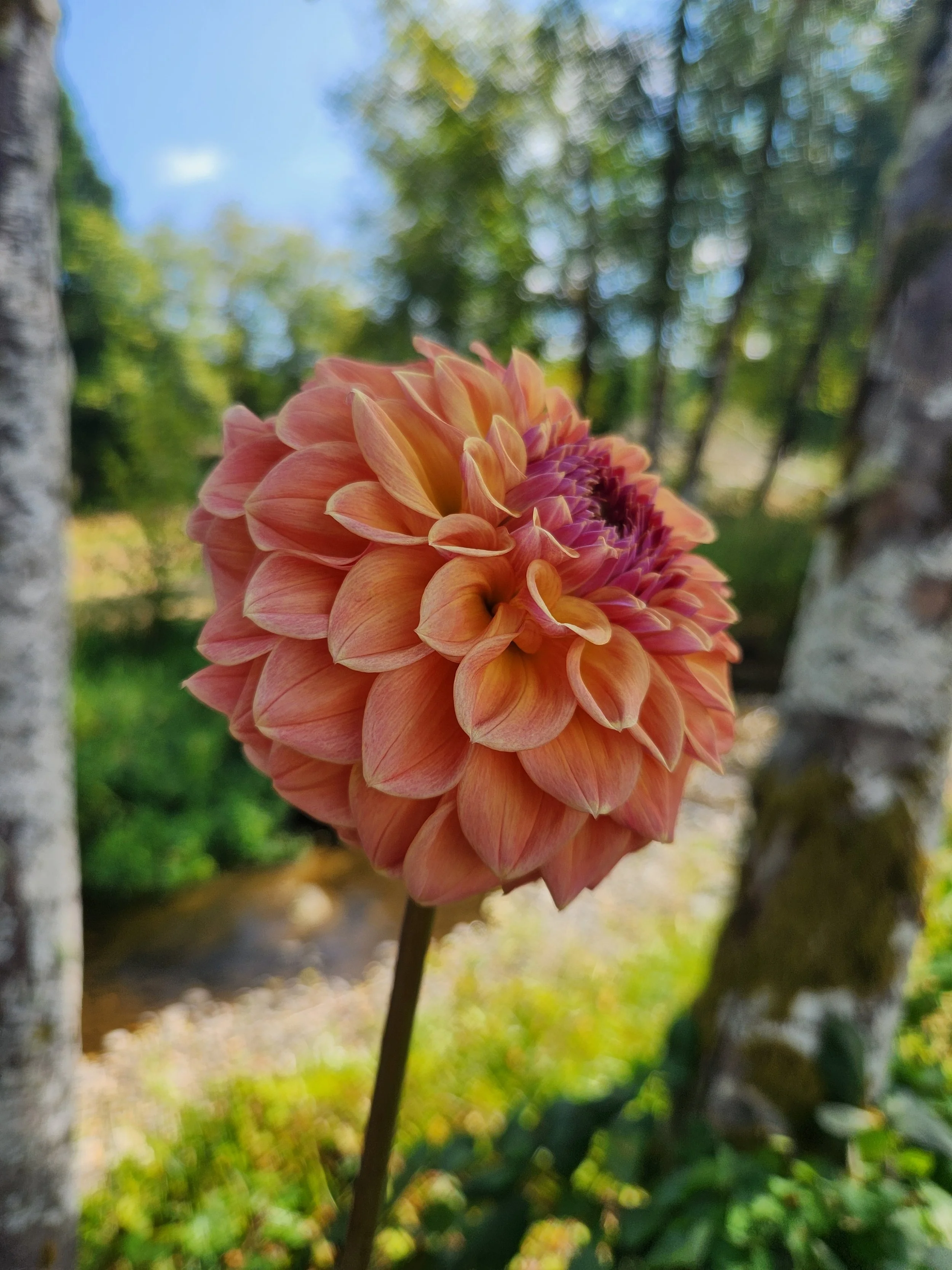 20260817_053205[1].jpg