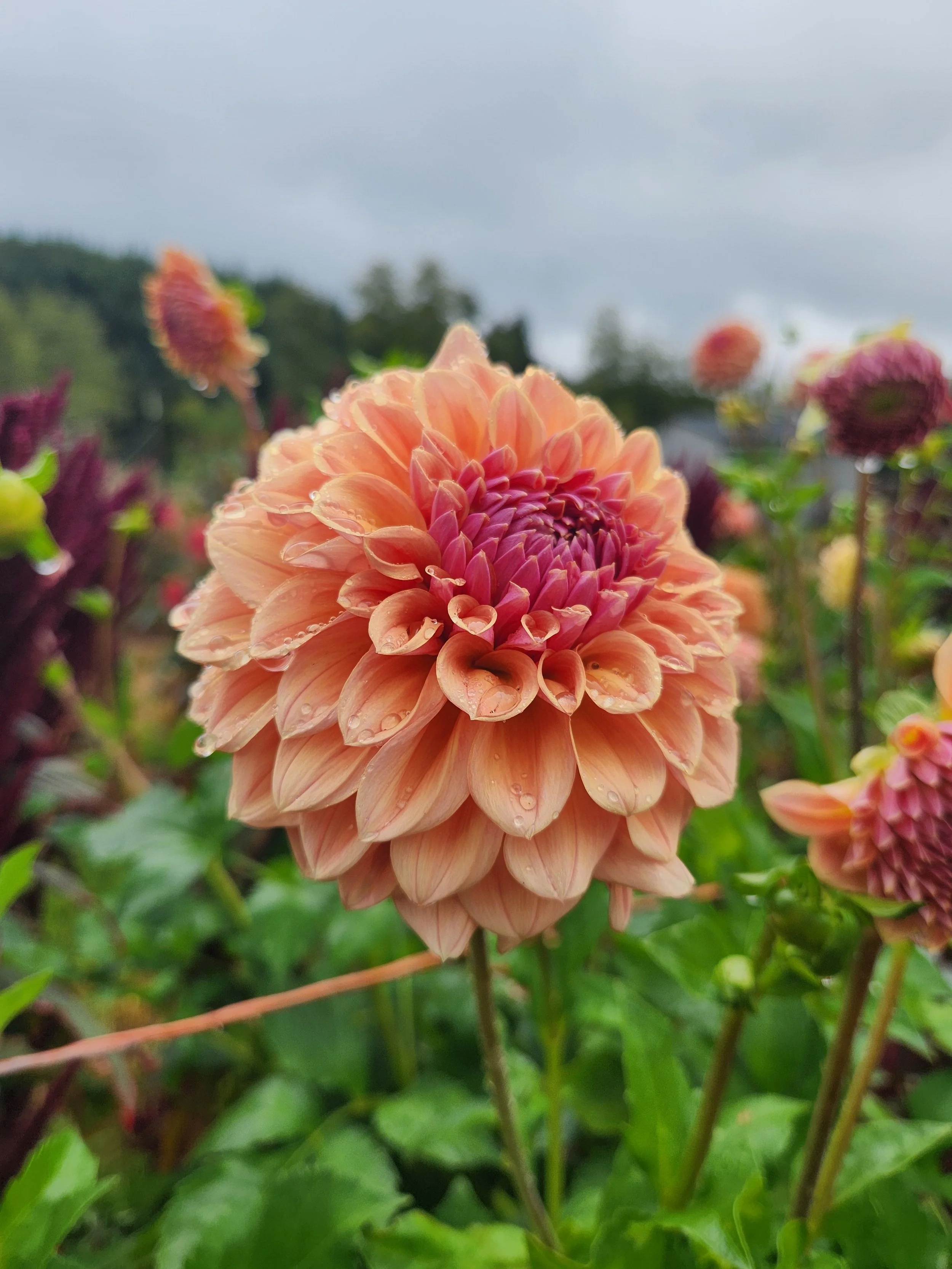 20260903_063906[1].jpg