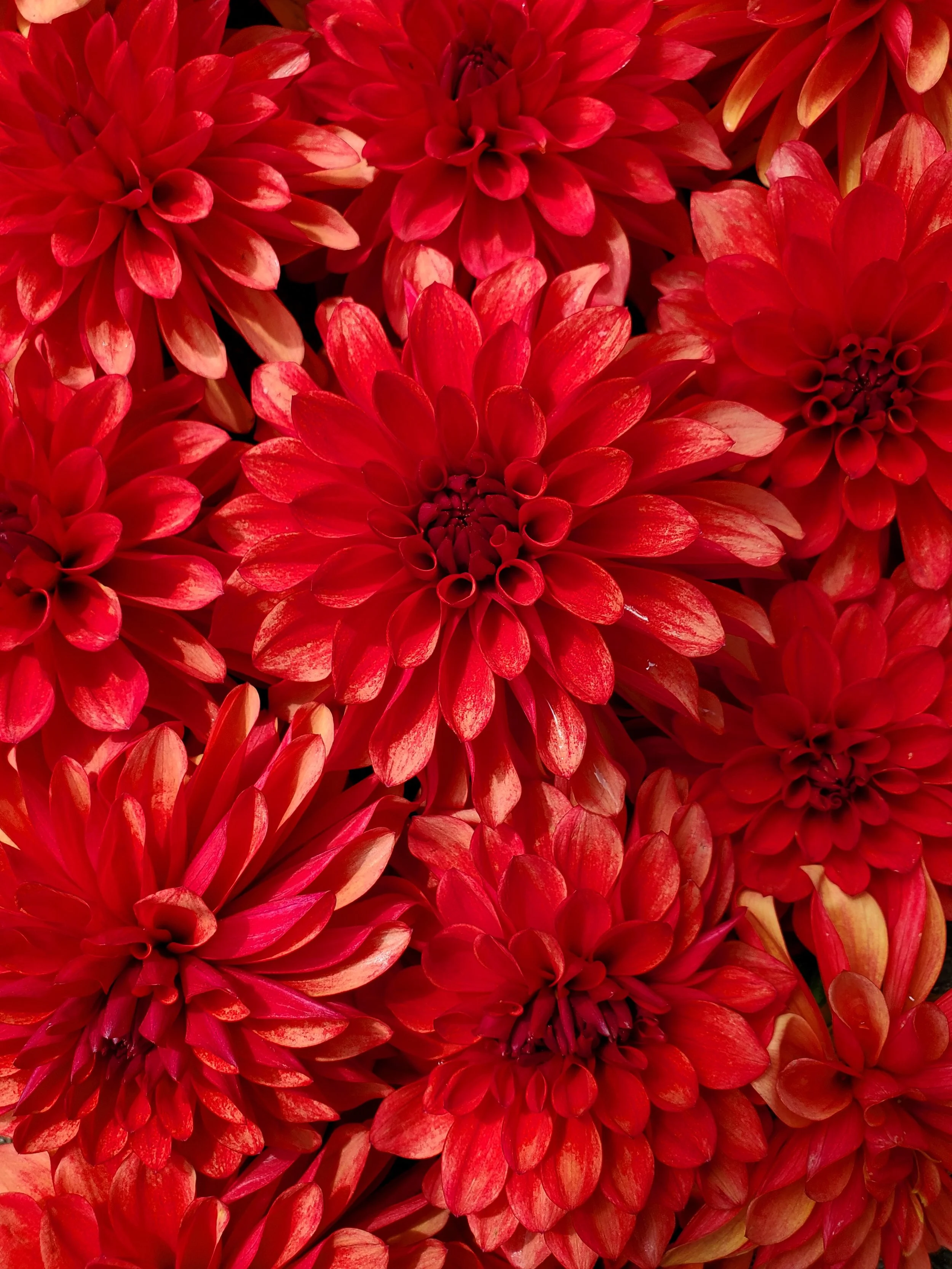 20250817_114934.jpg