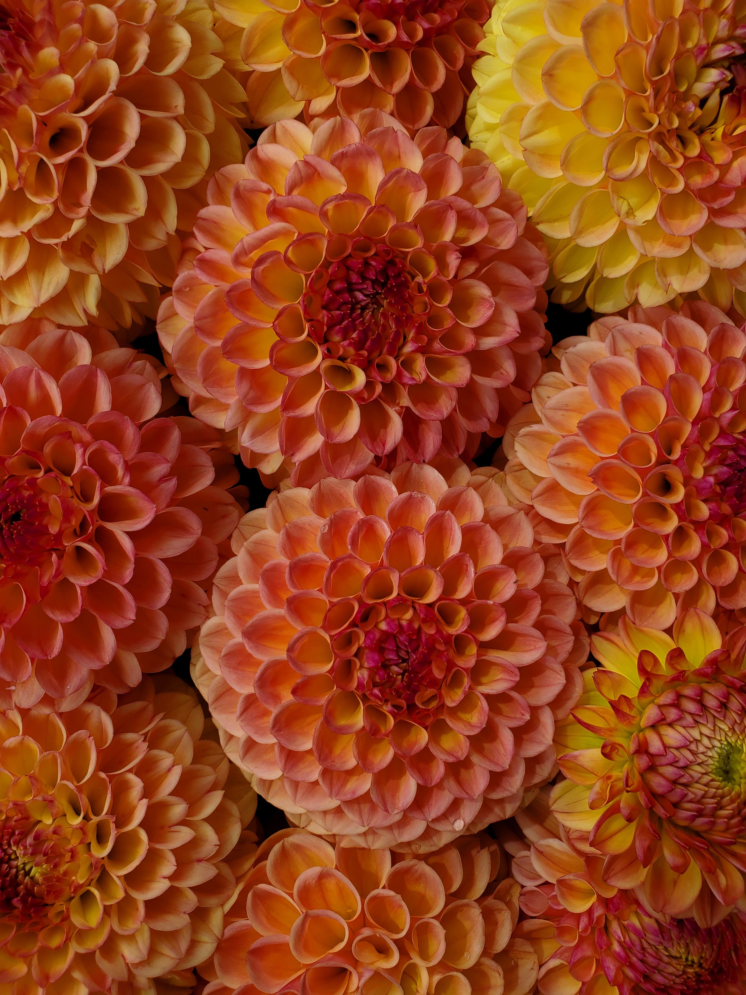 20250817_113916.jpg