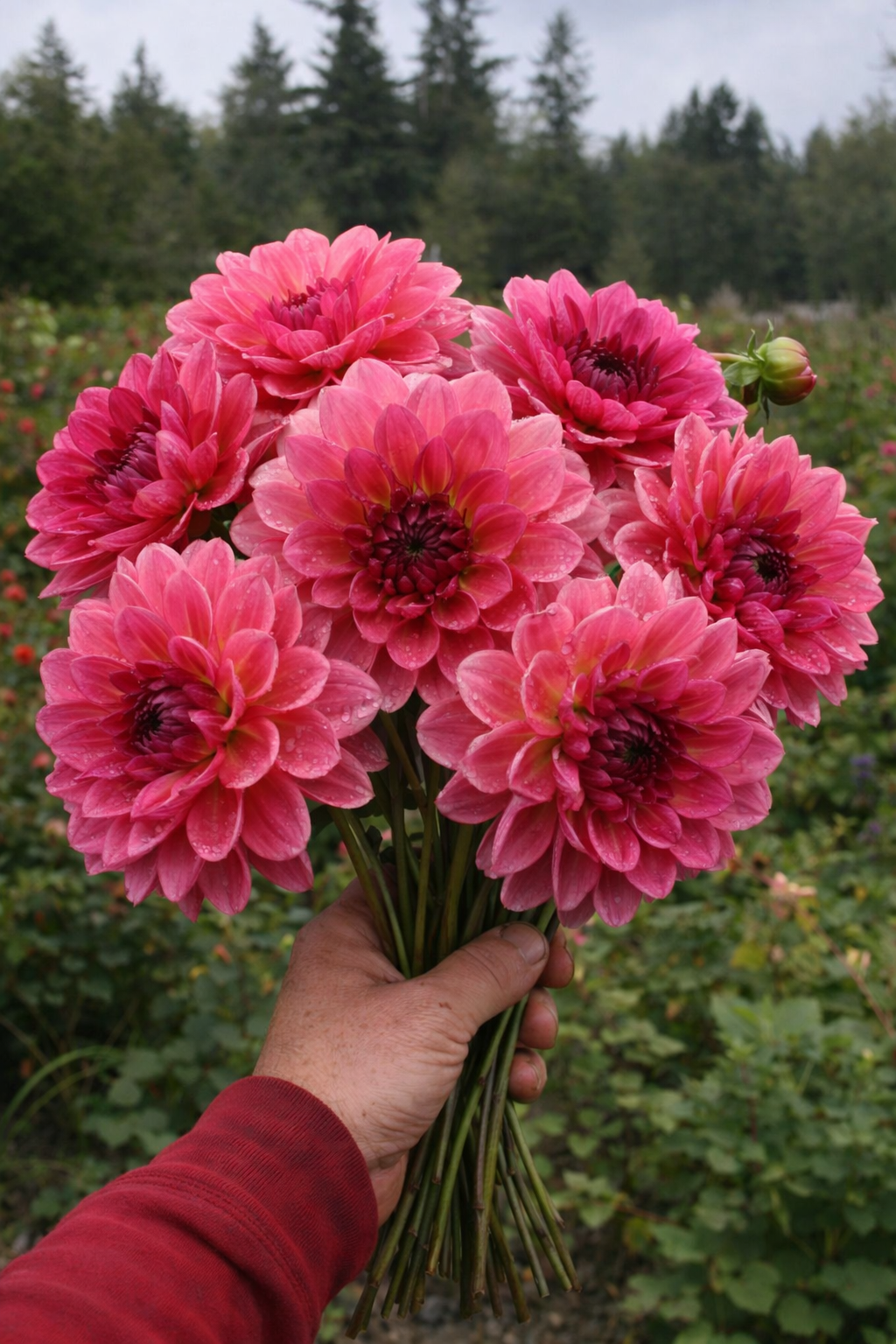 ChatGPT Image Jan 12, 2026, 11_57_55 AM (1).png