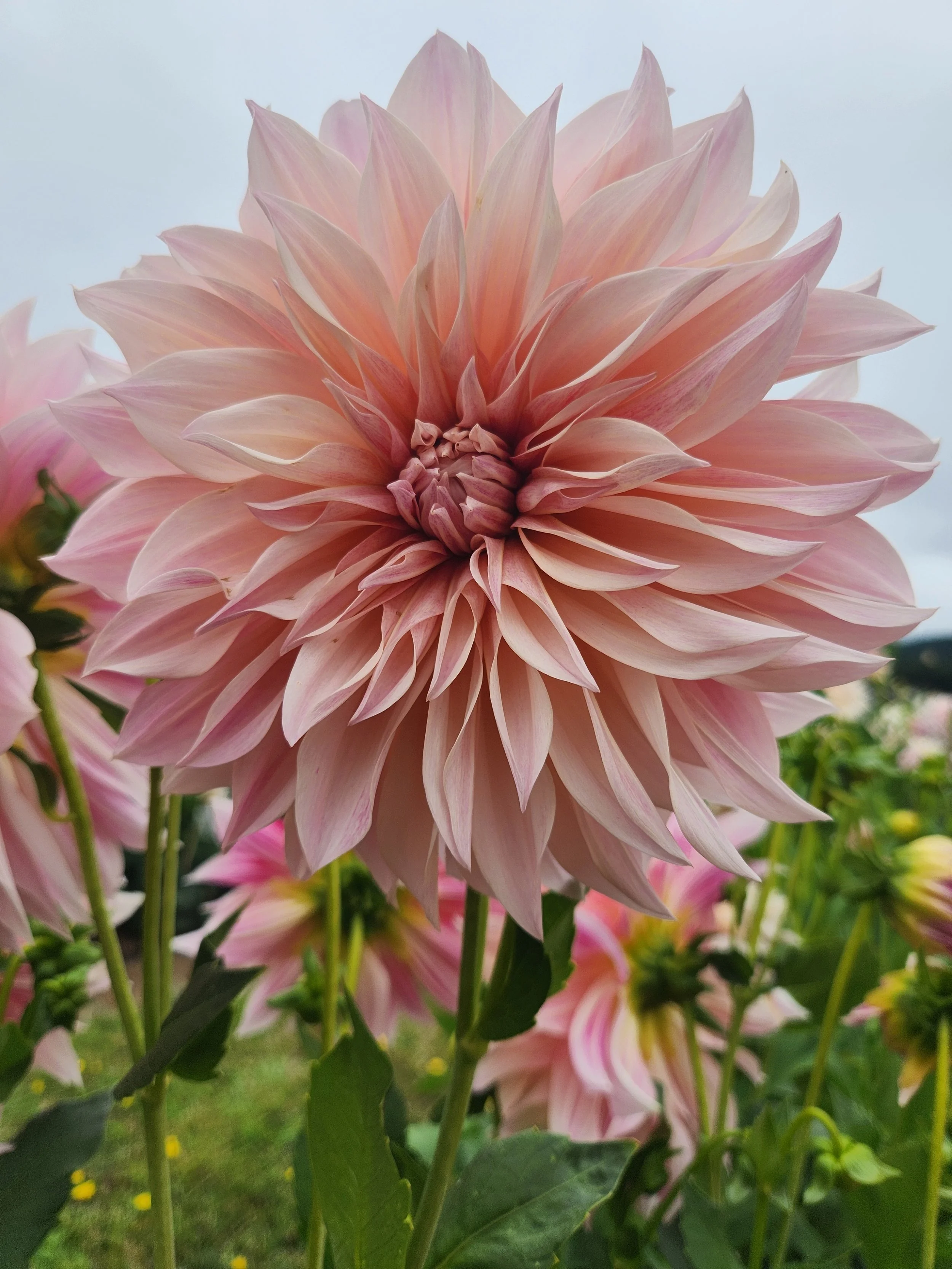 Cafe au Lait Royal