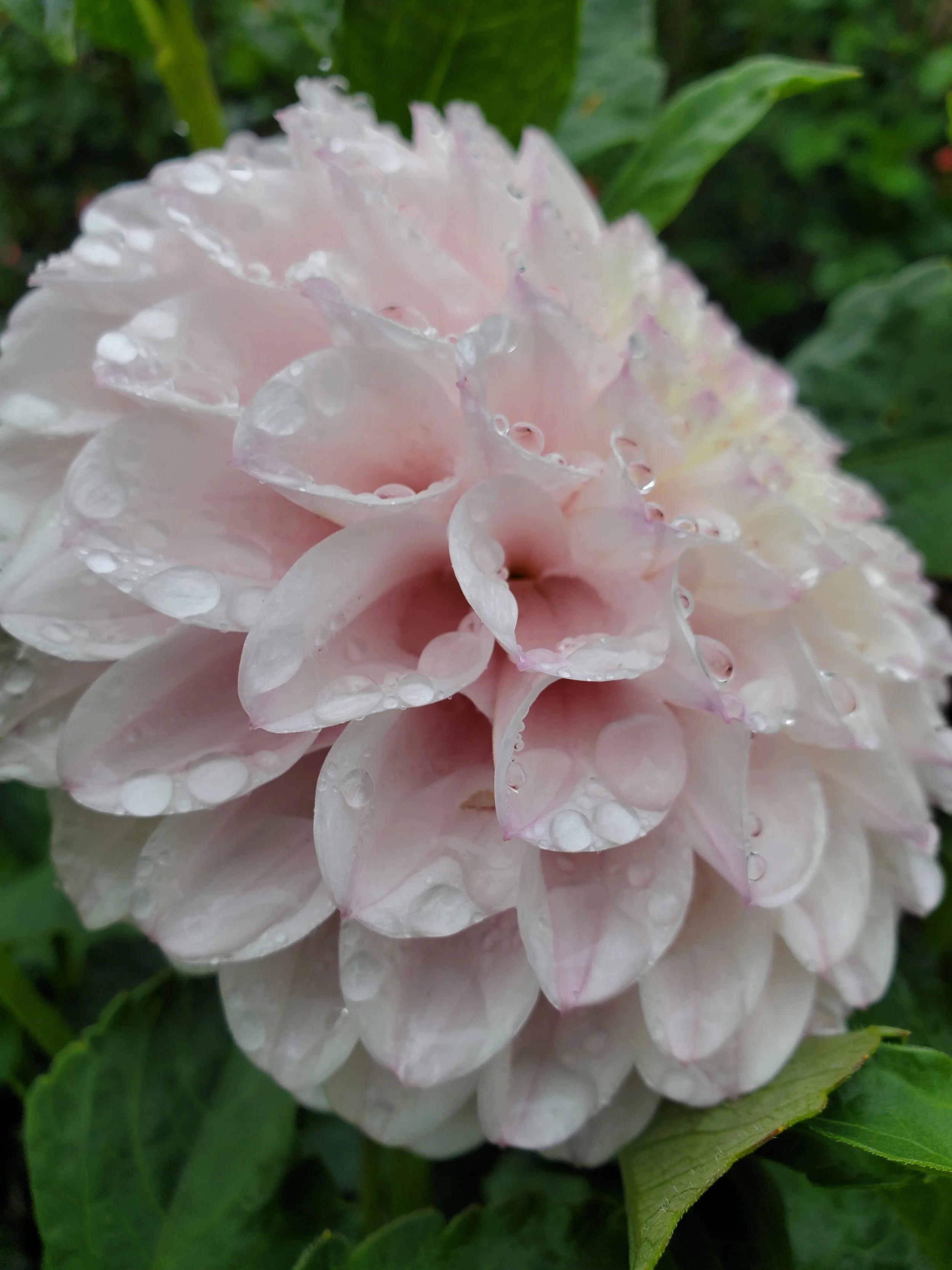Pink Pearl