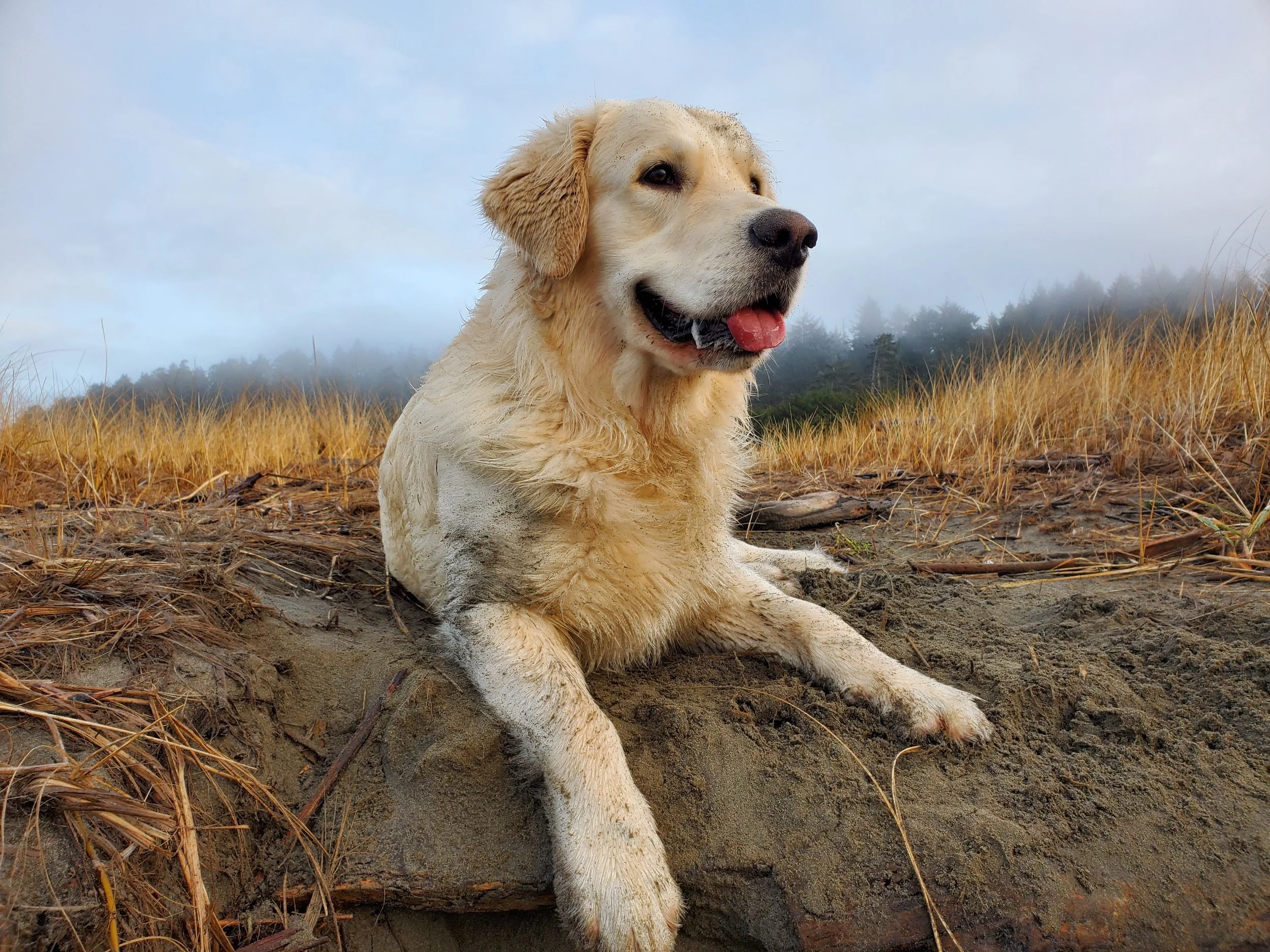 Golden retriever lying on sandy ground in a beach setting with tall grass and foggy sky in the background.