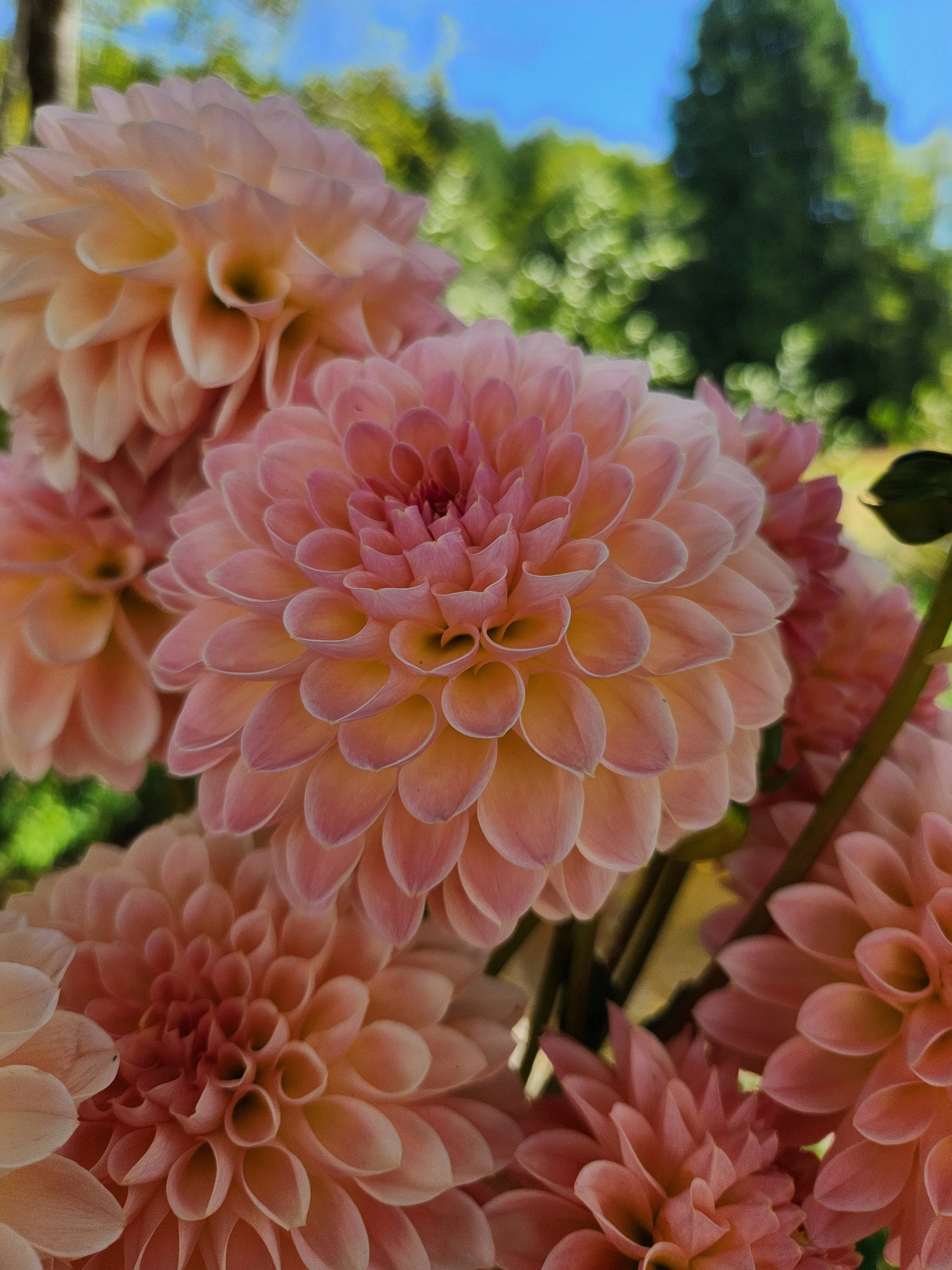 20260810_043344[1].jpg