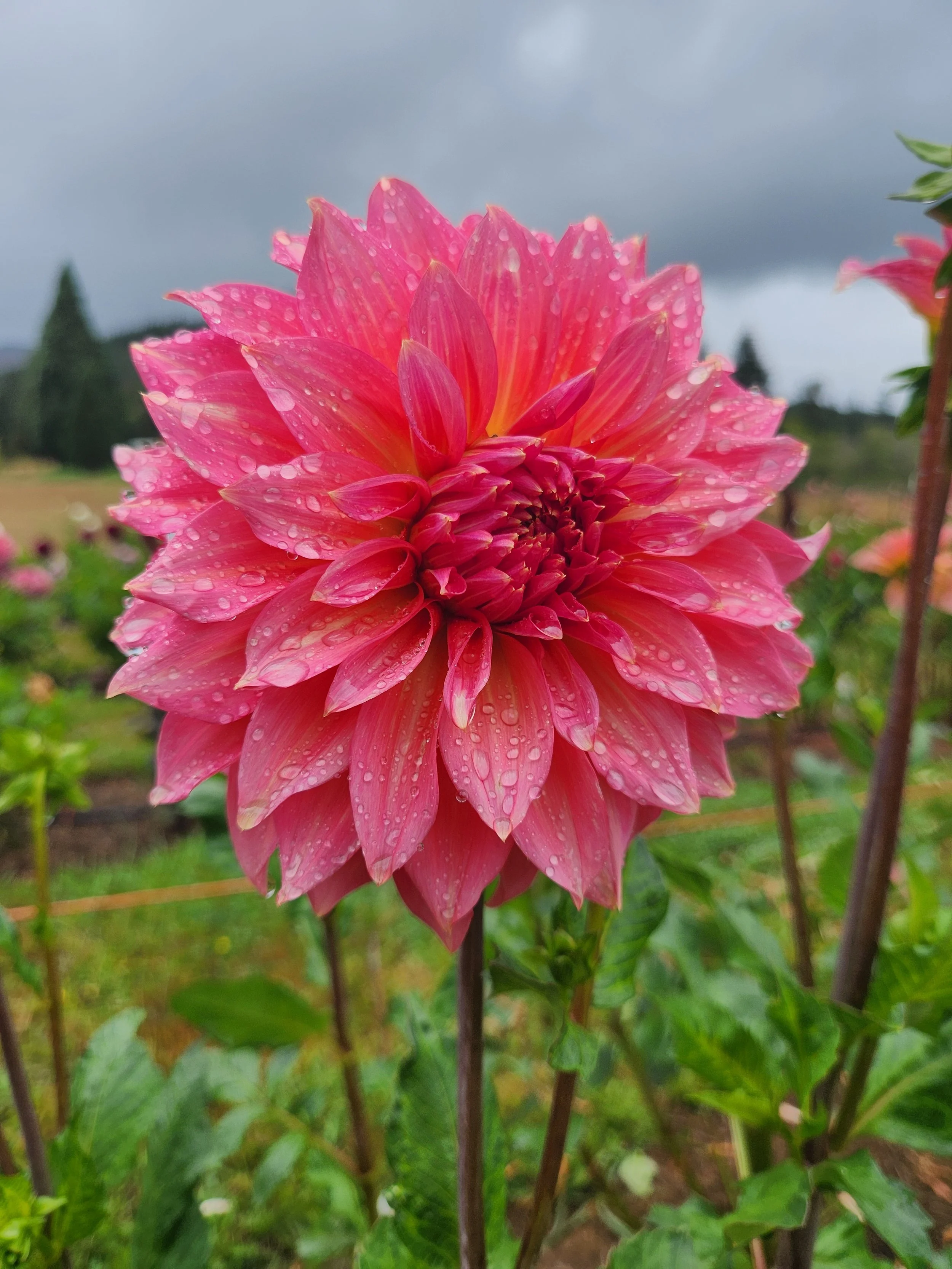 20260903_064059[1].jpg