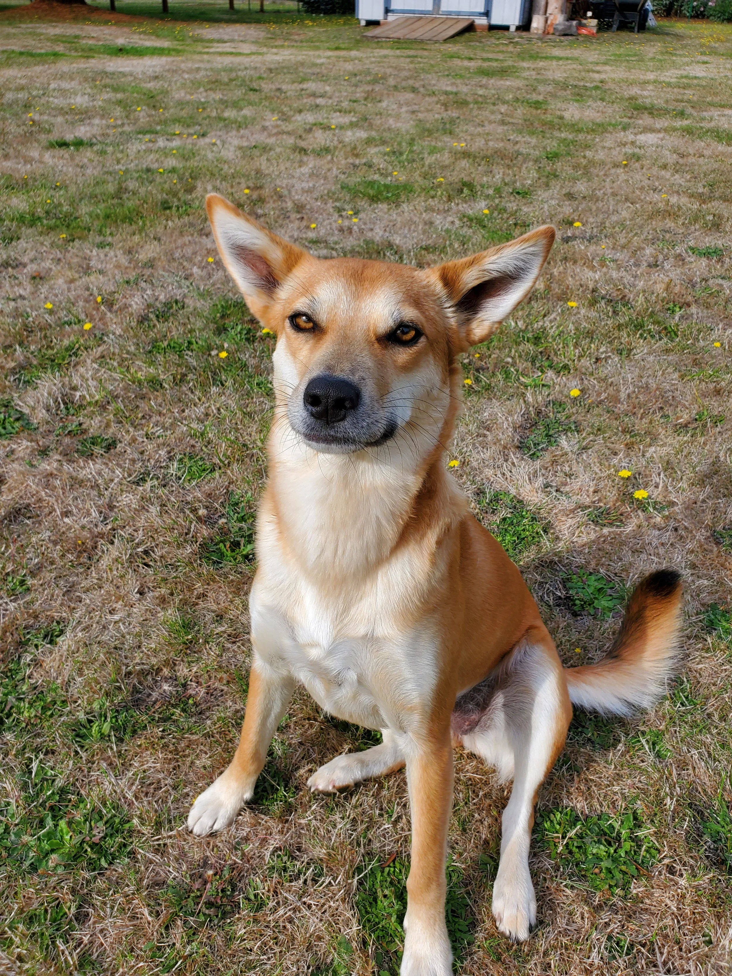 A tan and white dog with large ears sitting on grass with yellow flowers, a house in the background.
