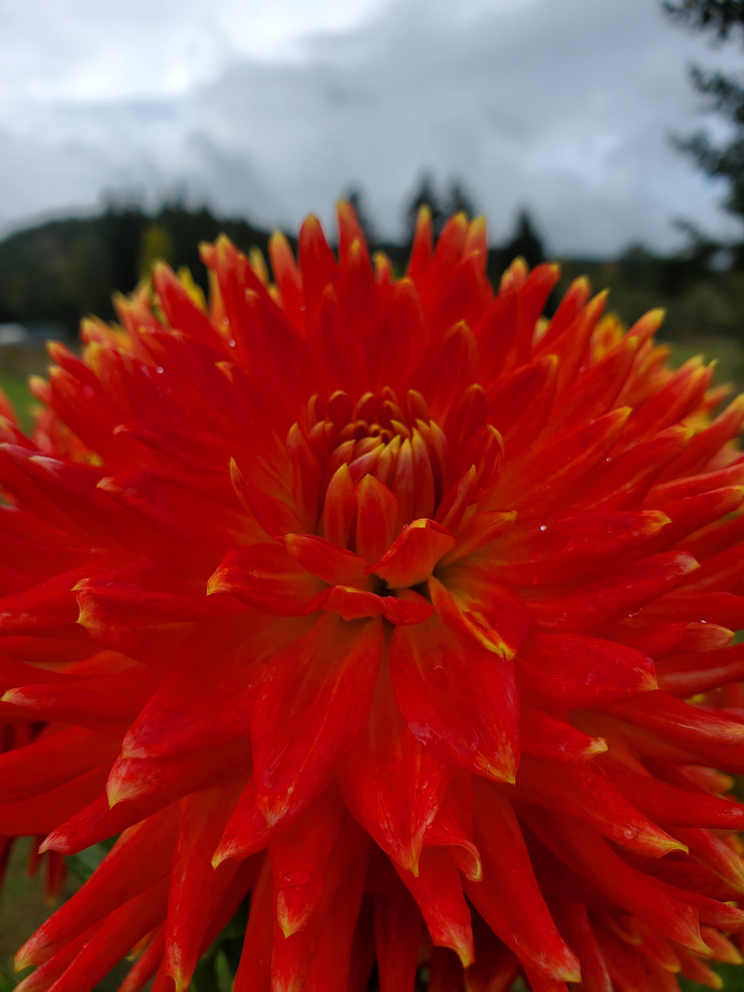 Red/Yellow NO ID