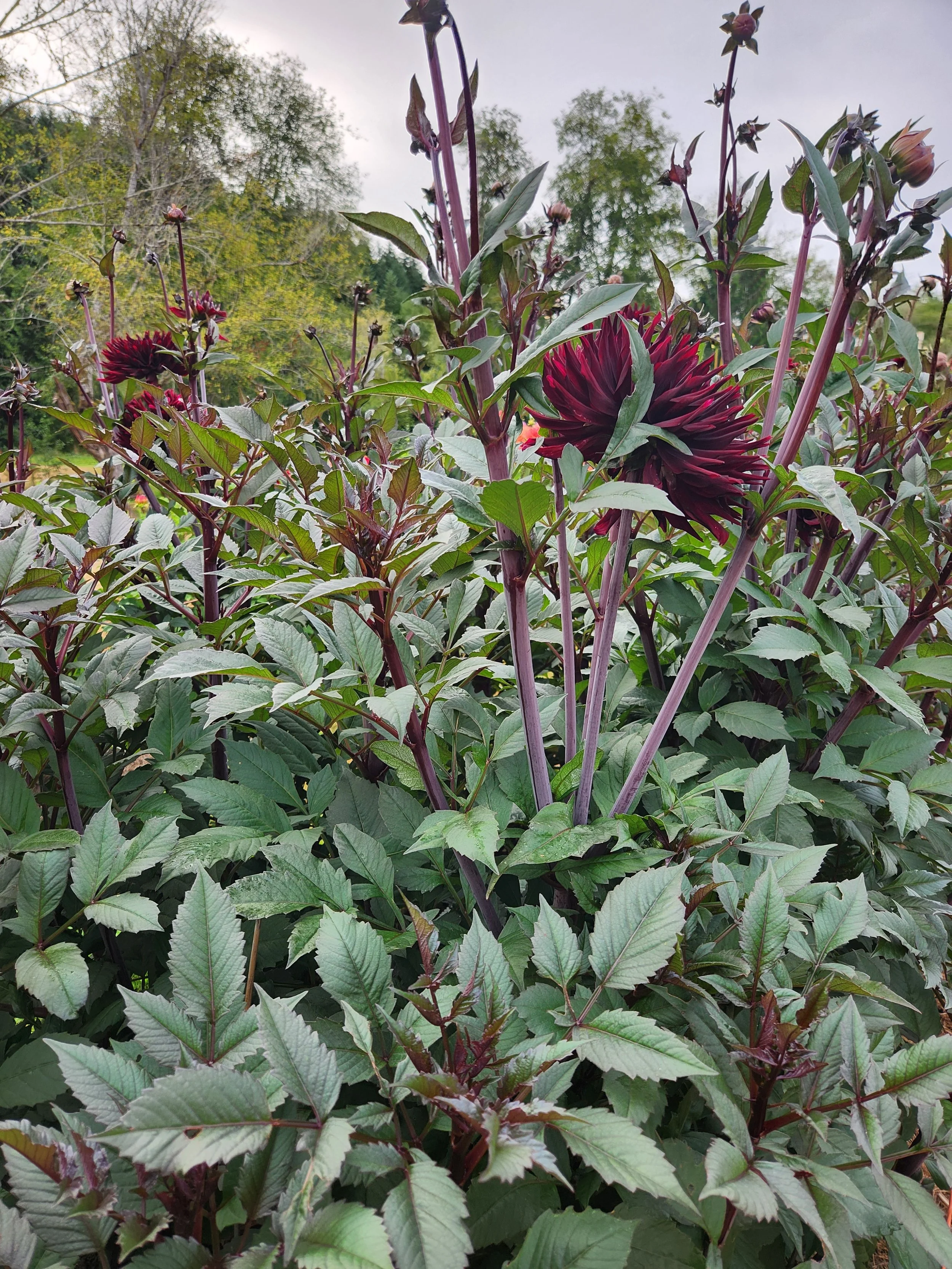 20260812_230925[1].jpg