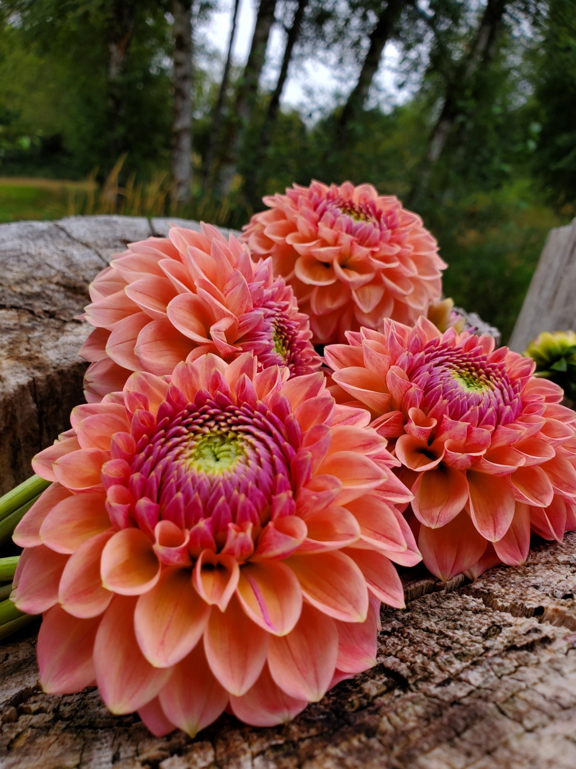20250802_095828.jpg