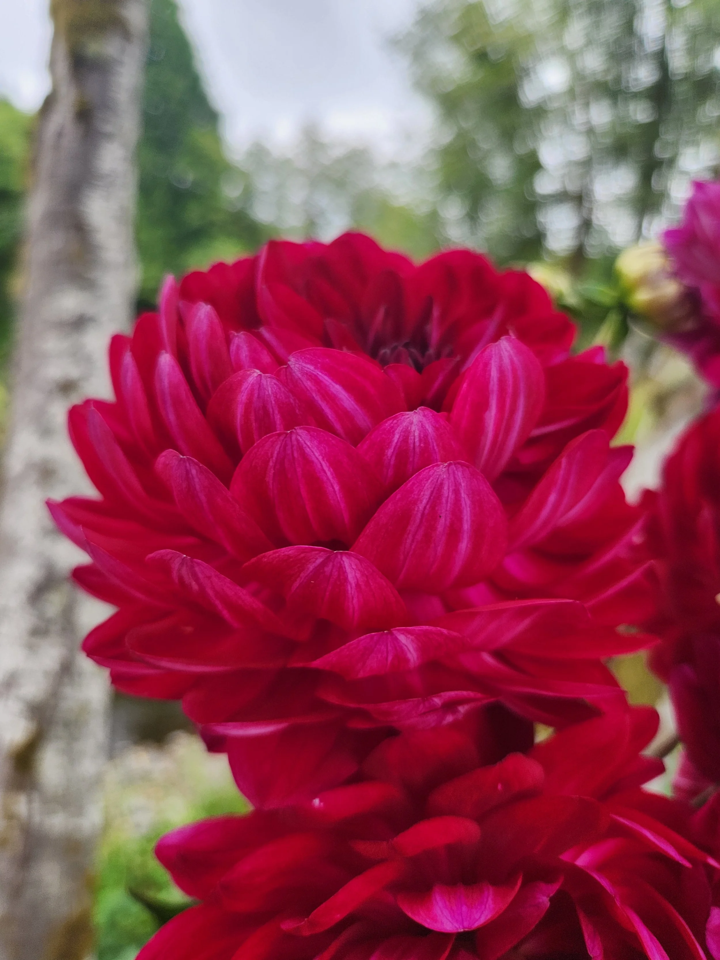 Sandia Bertha