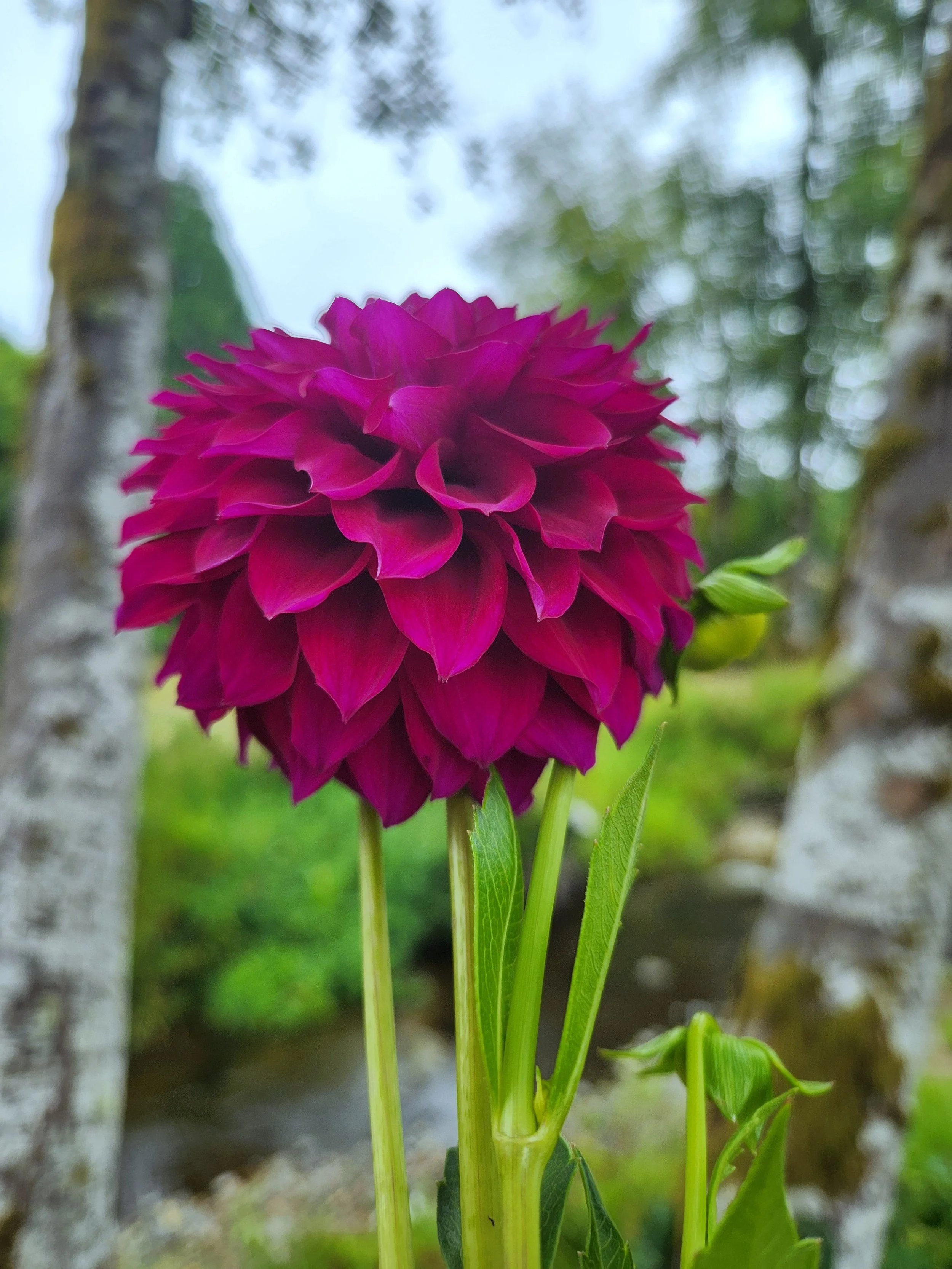 Purple Joy