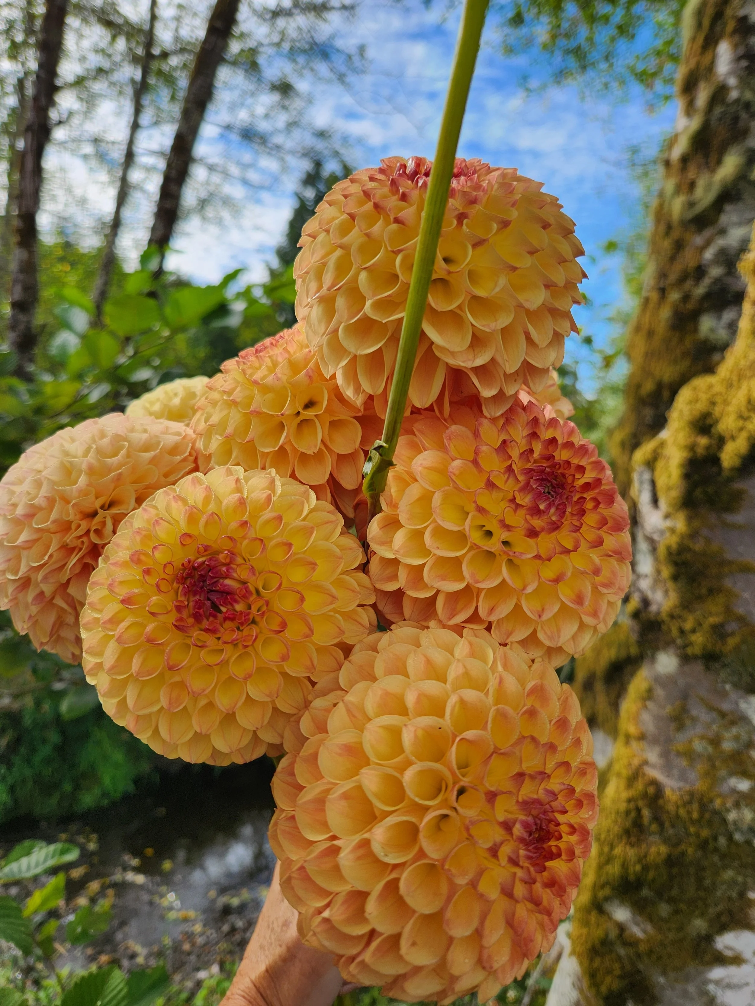 20260809_004039[1].jpg