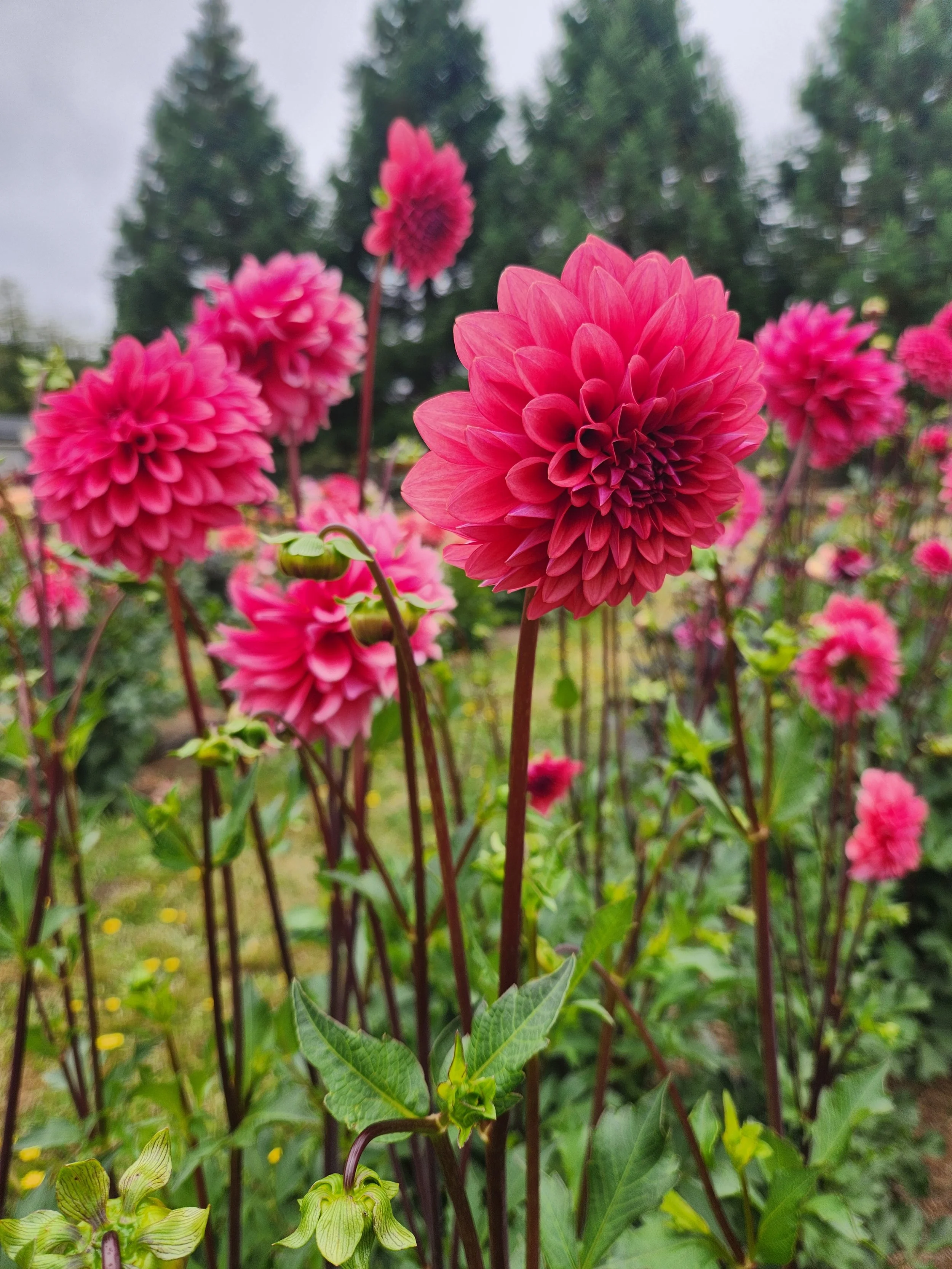 20260817_024033[1].jpg