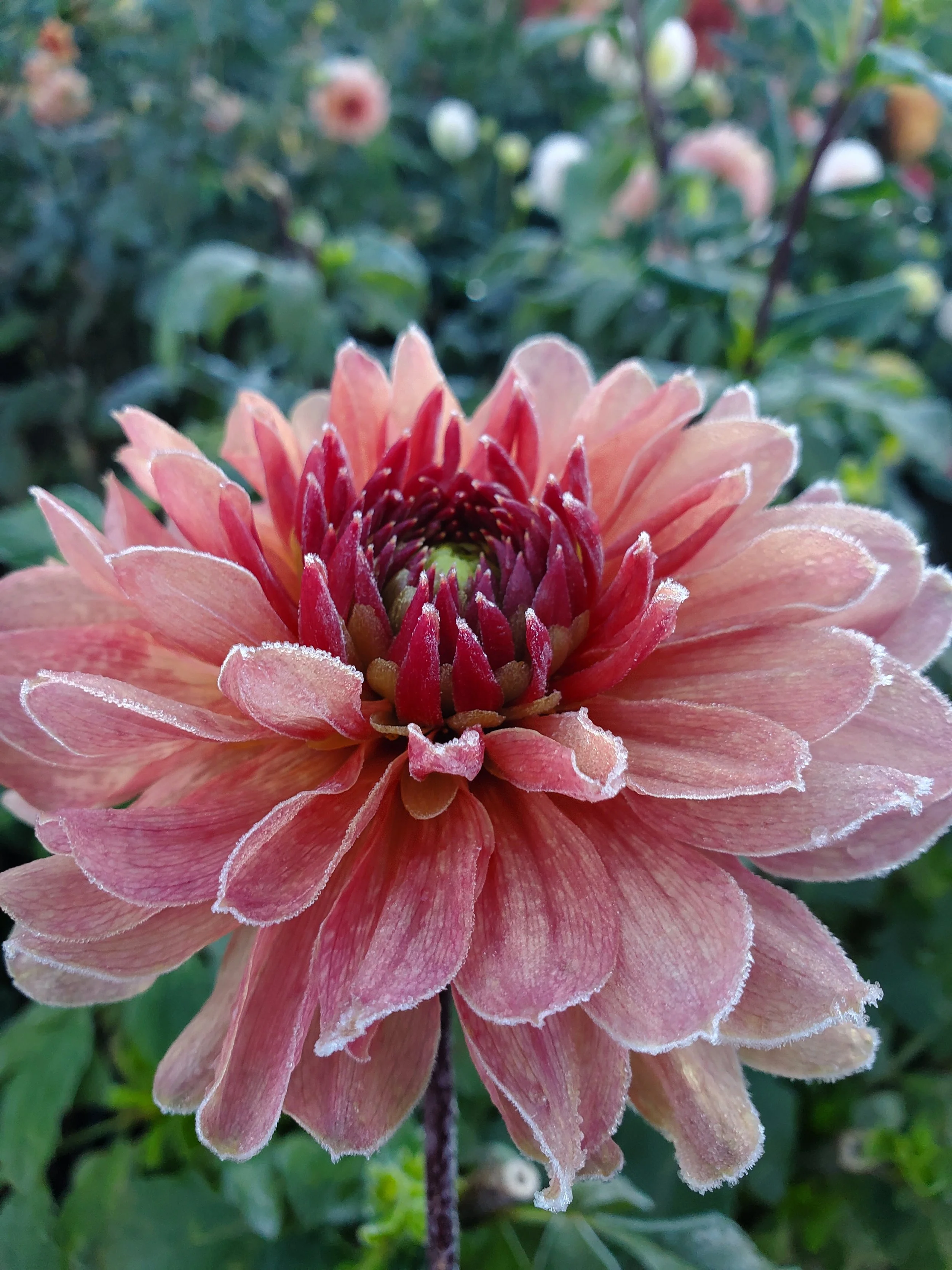 Chateau de la Bourdaisiere