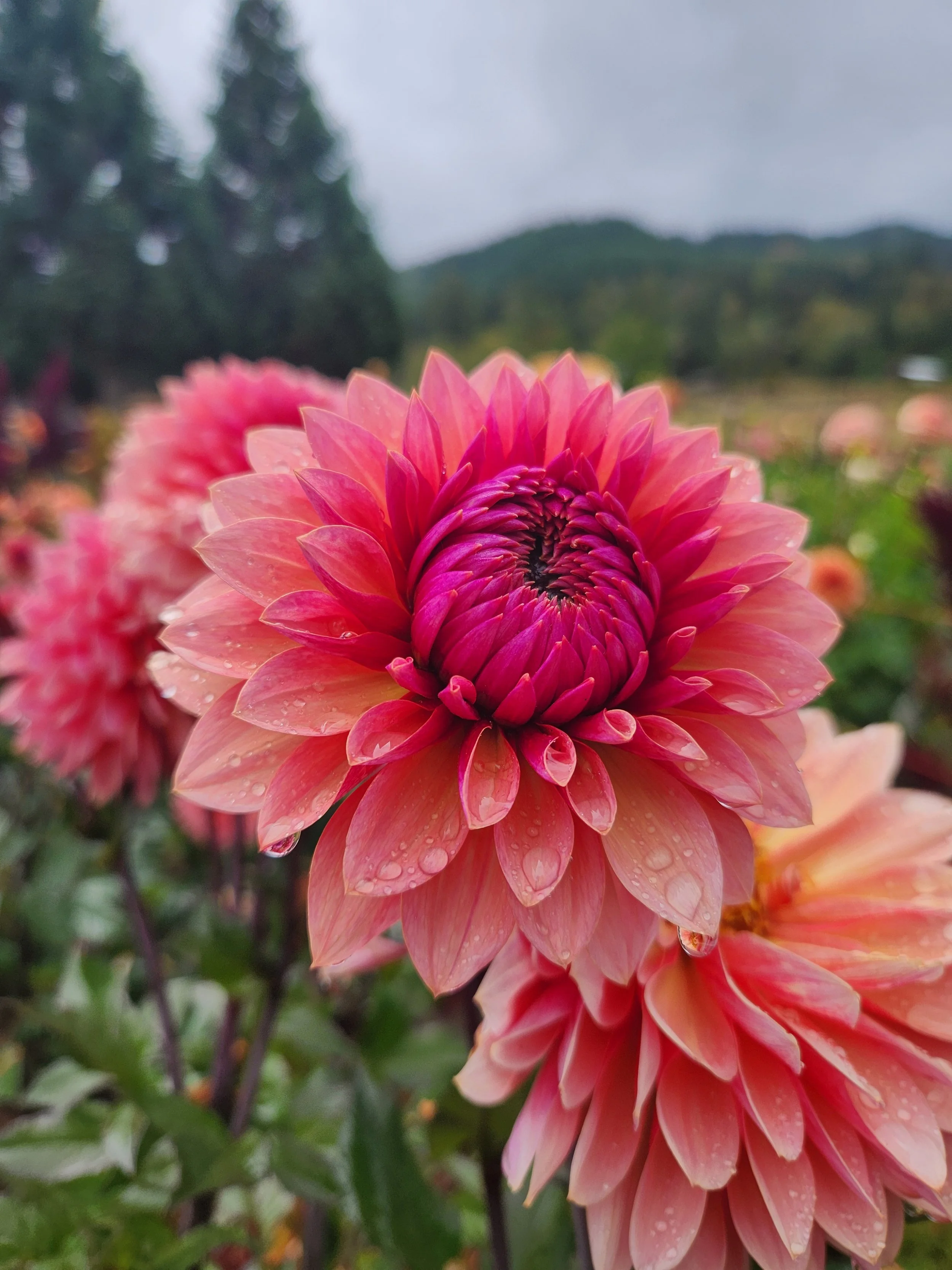 20260903_063552[1].jpg