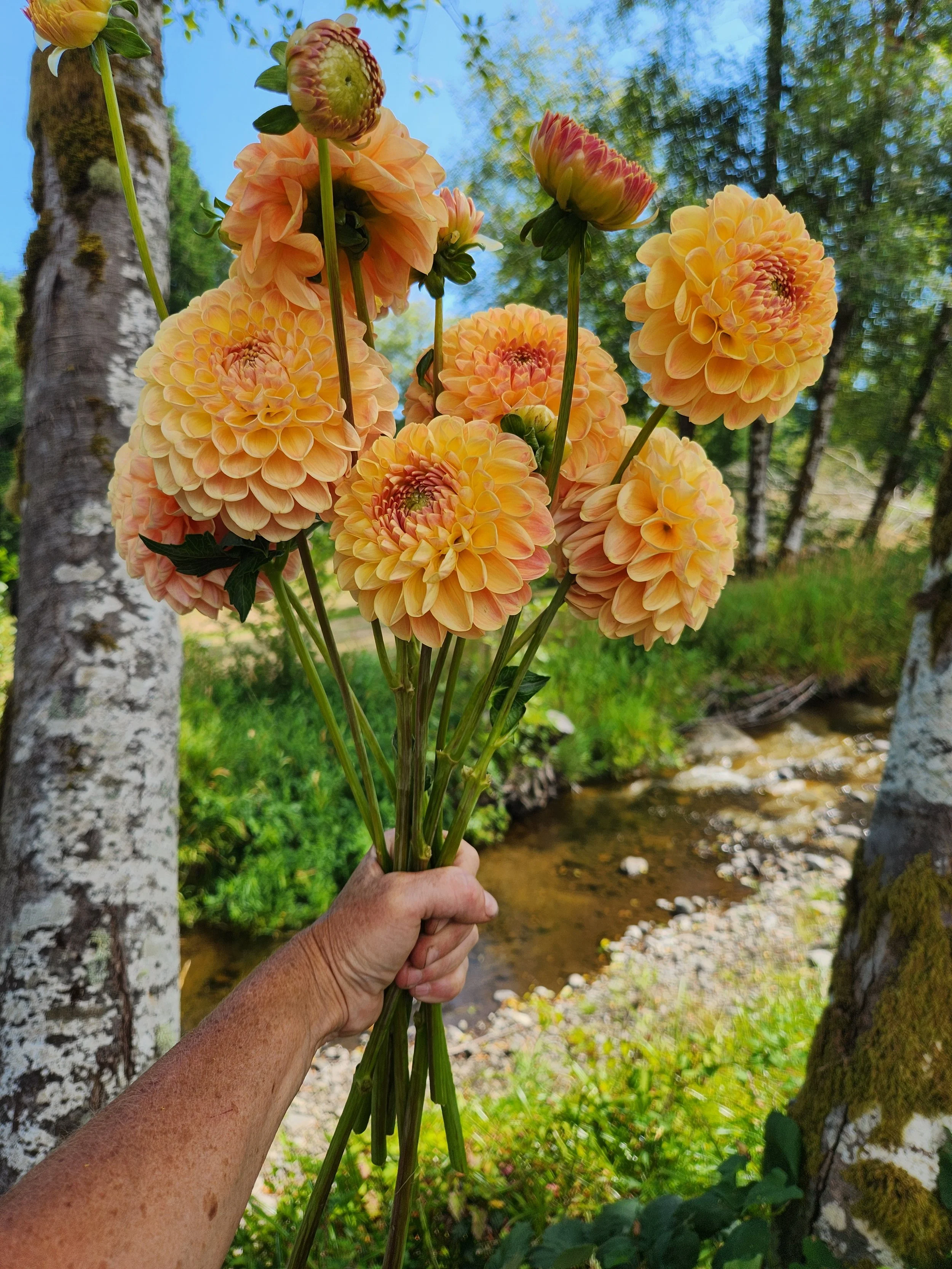 20260810_054645[1].jpg