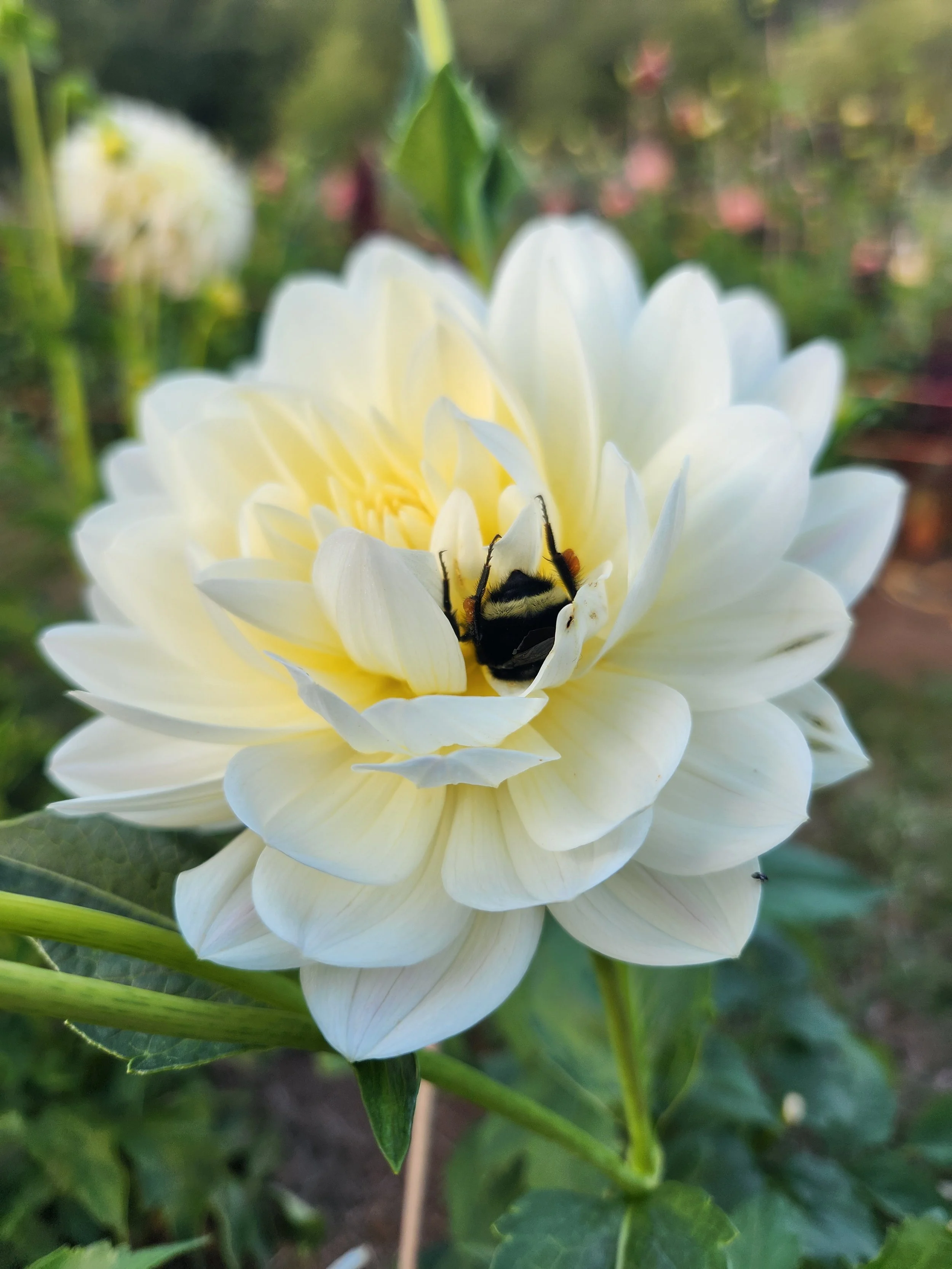 Hollyhill Creamy