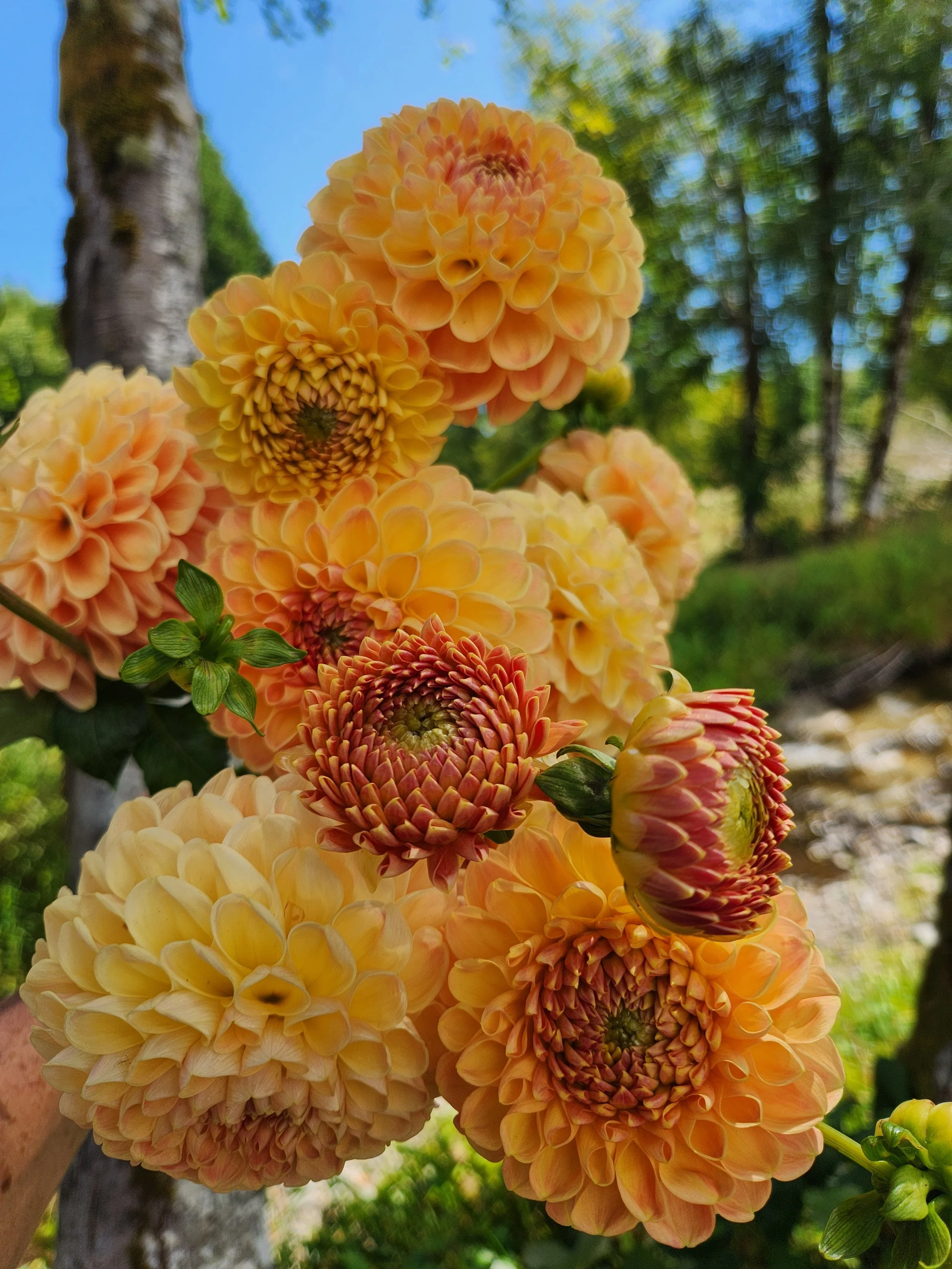 20260810_054710[1].jpg
